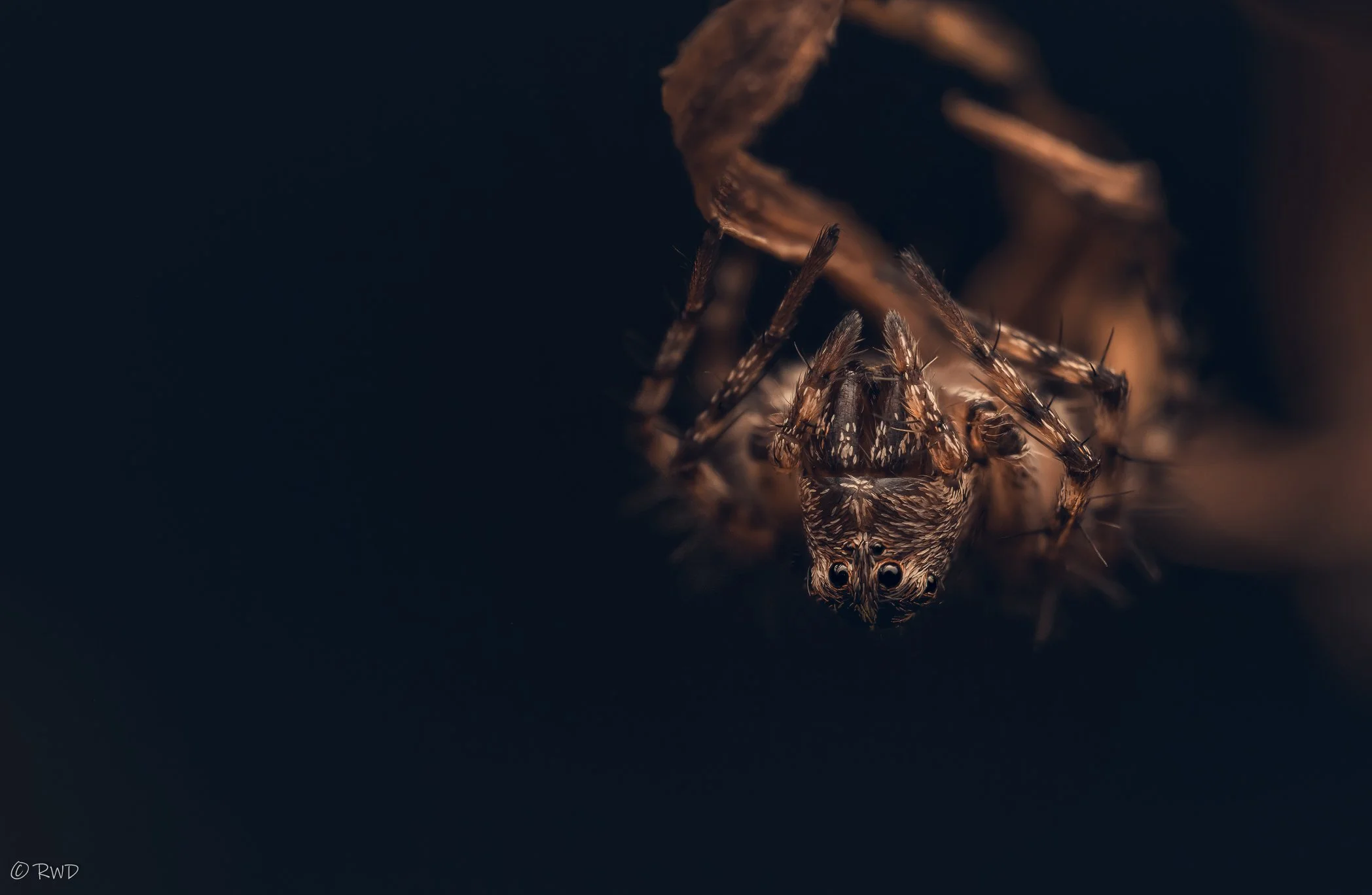 011324_Spider-1.jpg