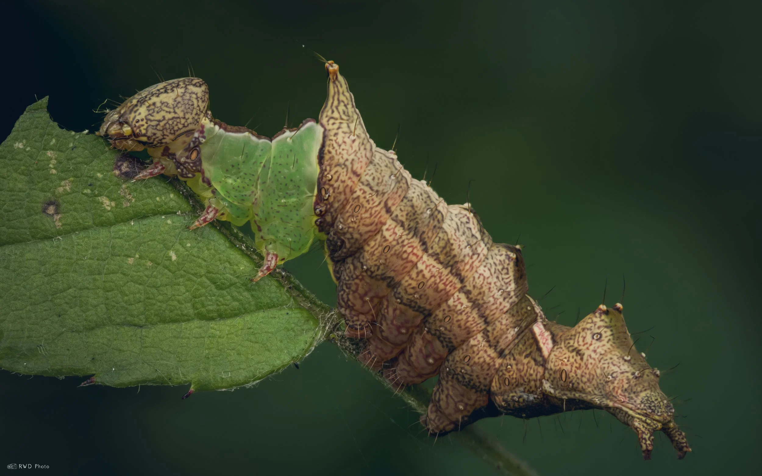 071225-UnicornMothCaterpillar.jpg