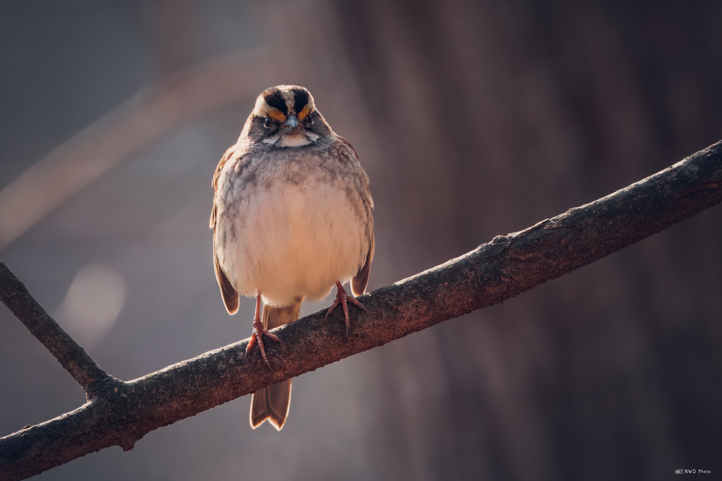 010424_Swallow-3.jpg