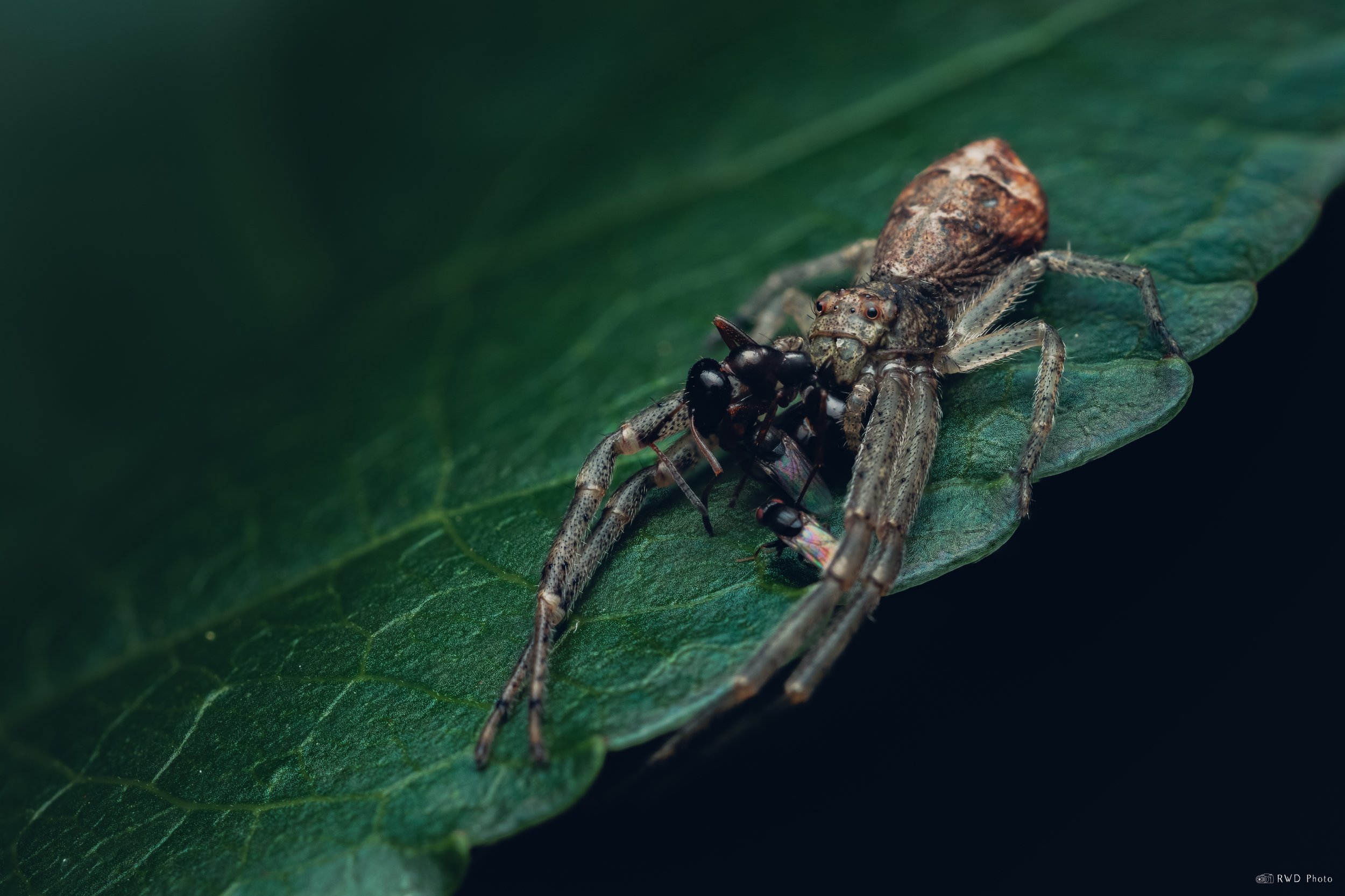 070126-SpiderEating-1.jpg