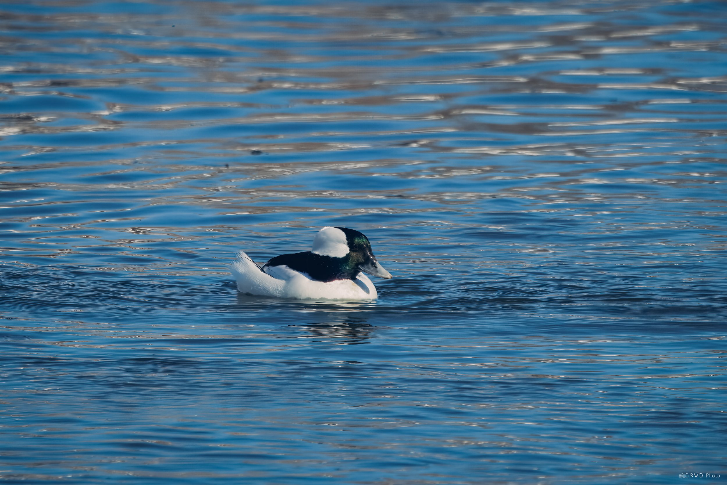020926-Bufflehead-1.jpg