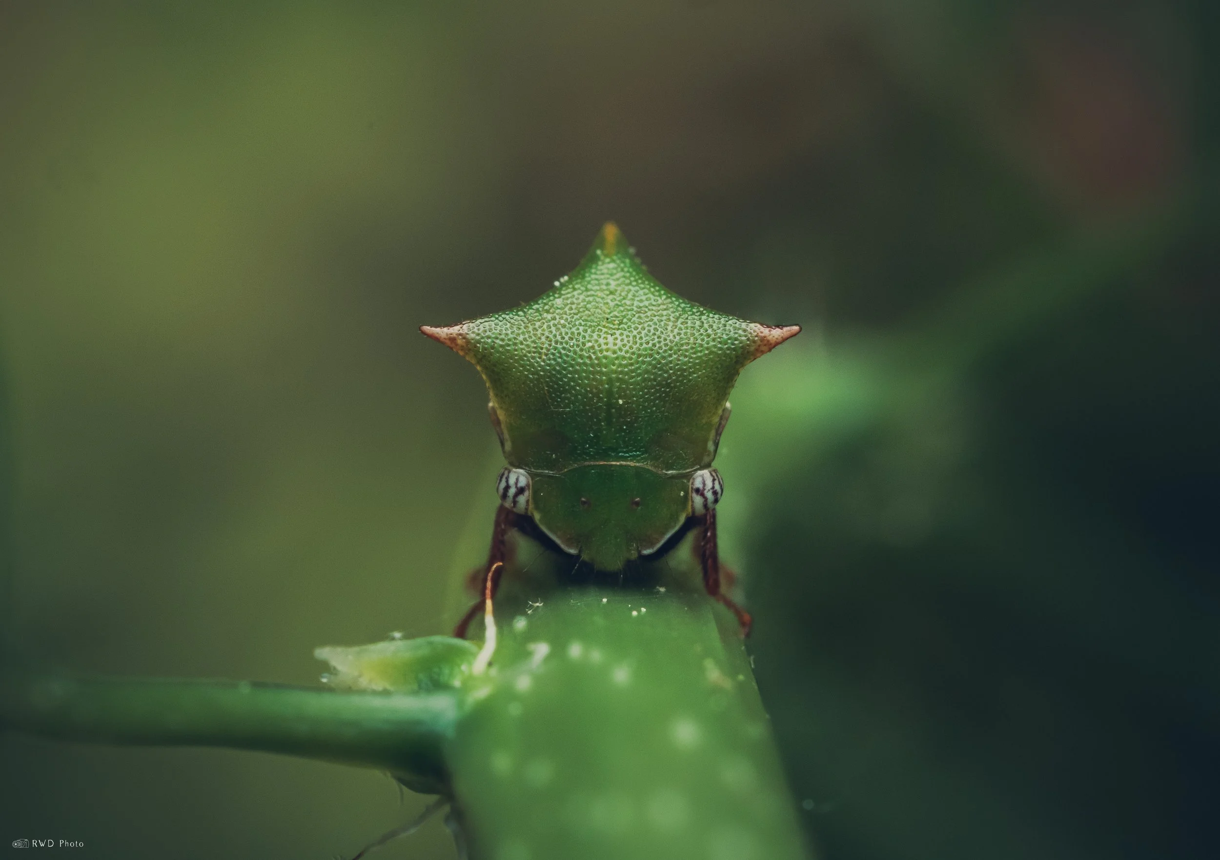 060426-BuffaloTreehopper.jpg