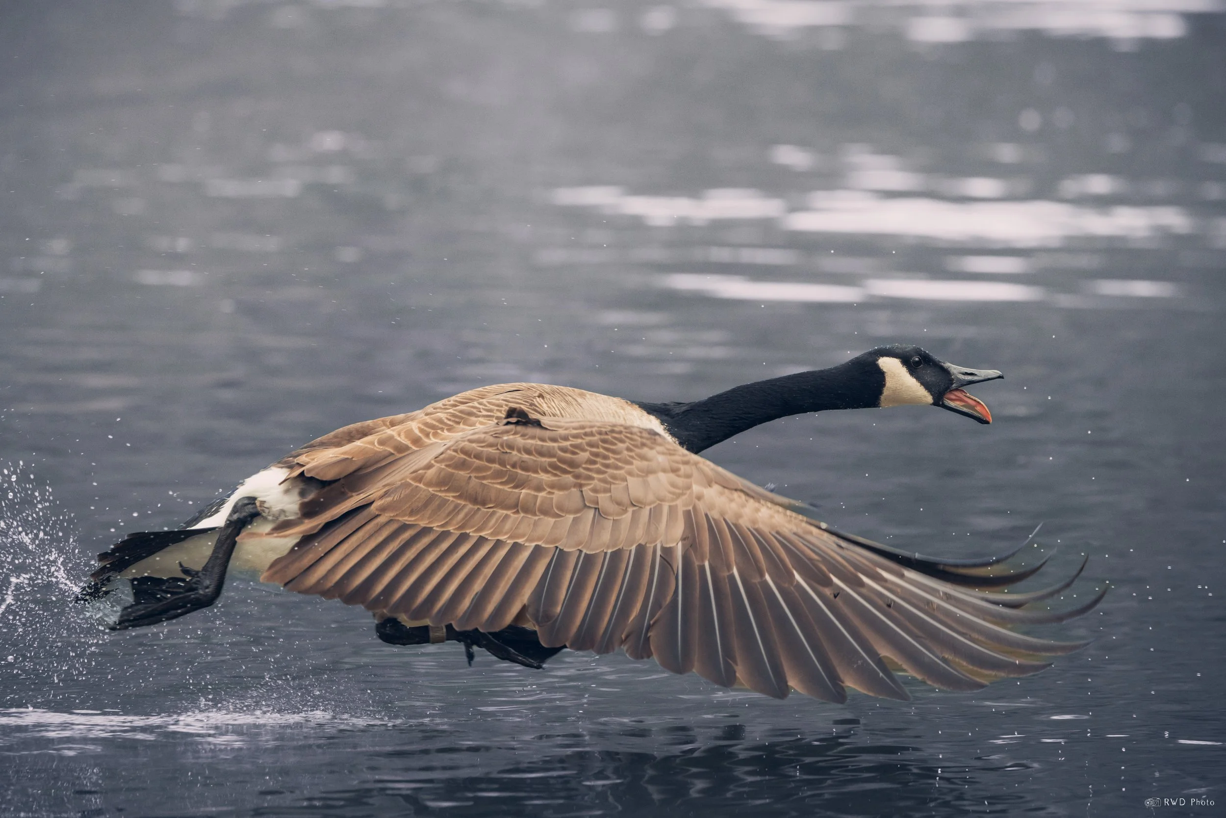 032225-CanadianGoose-1.jpg