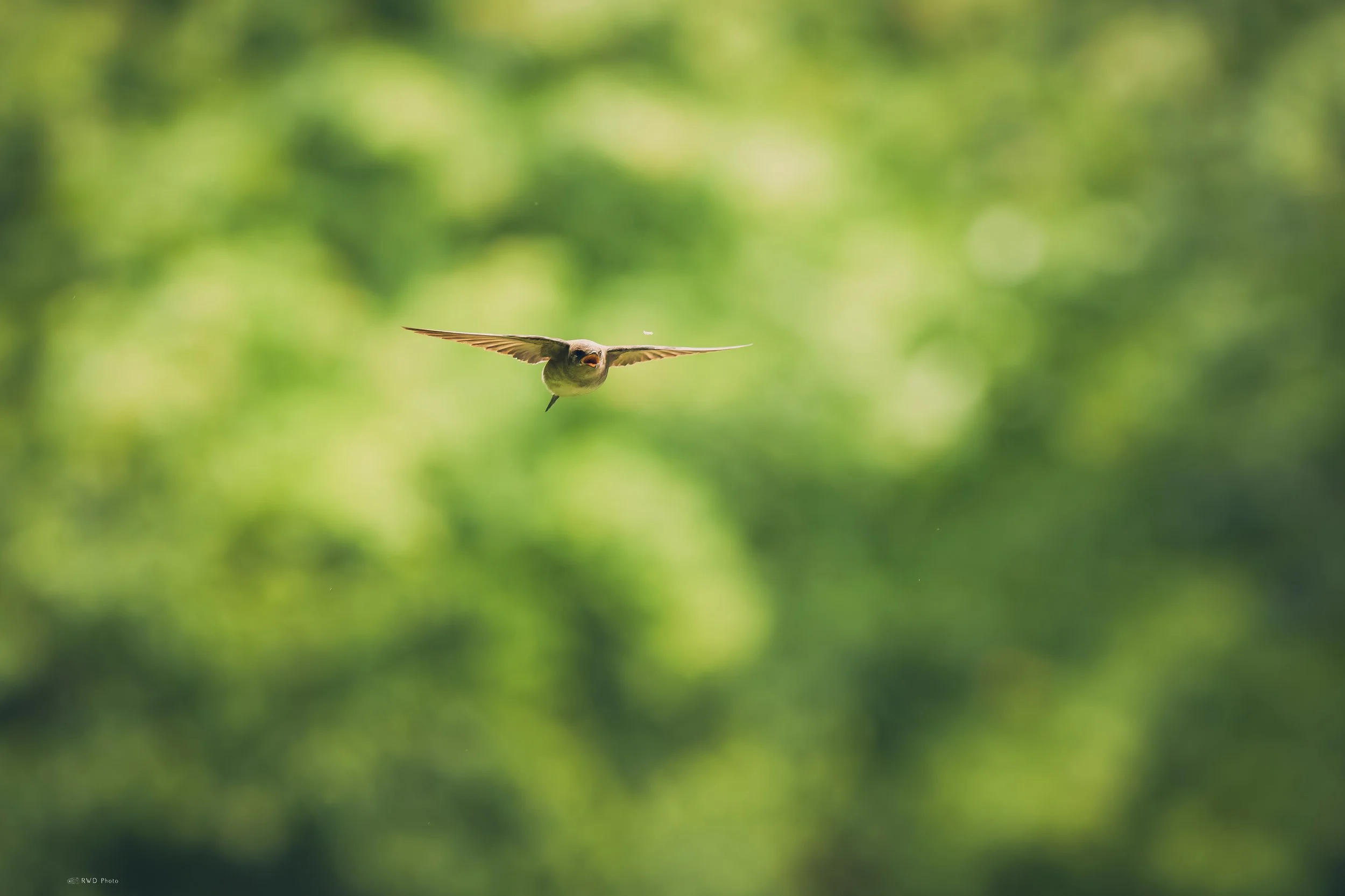 053026-Swallow-1.jpg