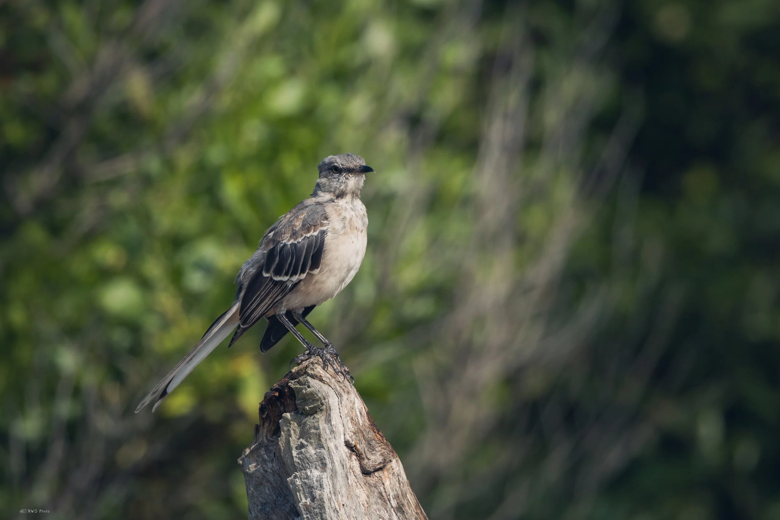 081626-NorthernMockingbird-1.jpg