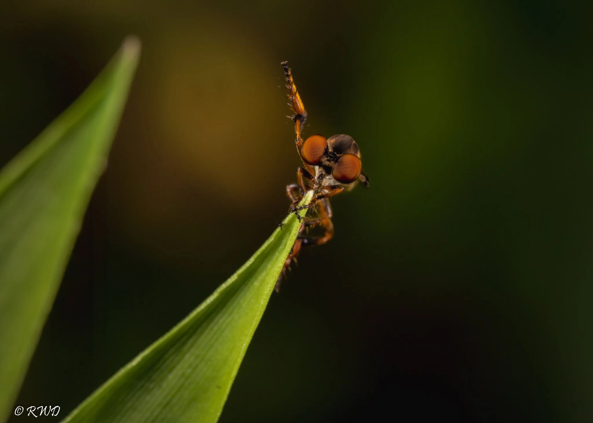 072023_RobberFly-1.jpg