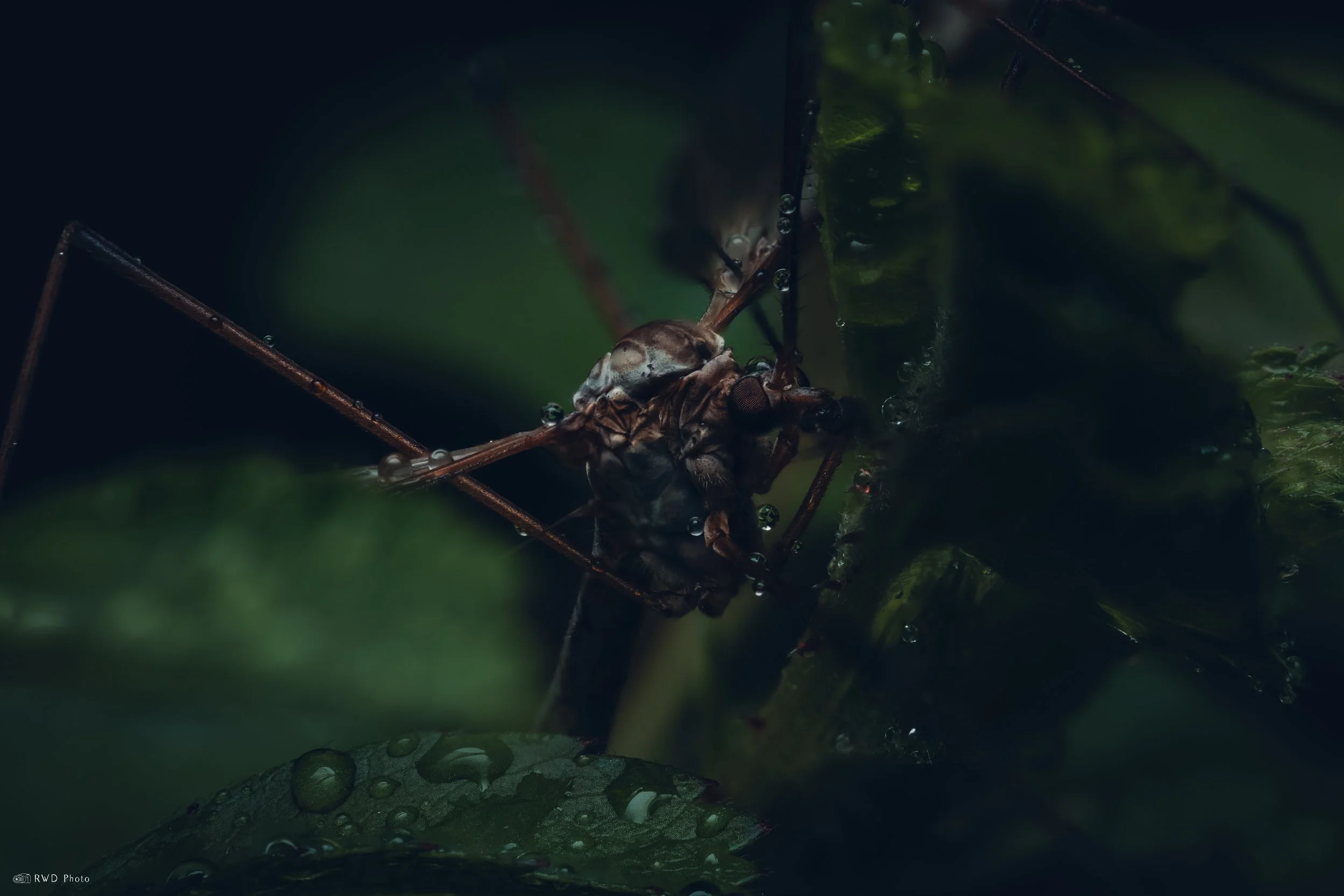 043026-CraneFly-1.jpg