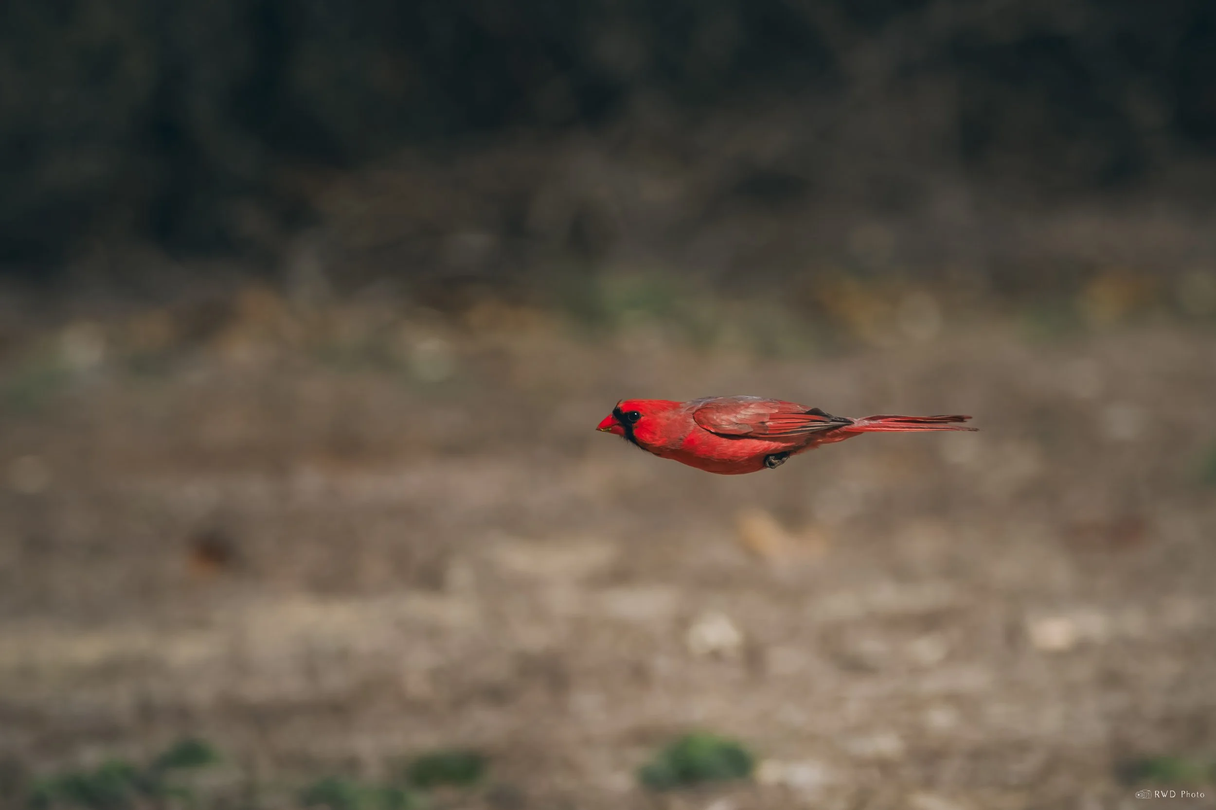 032926-NorthernCardinal-2.jpg