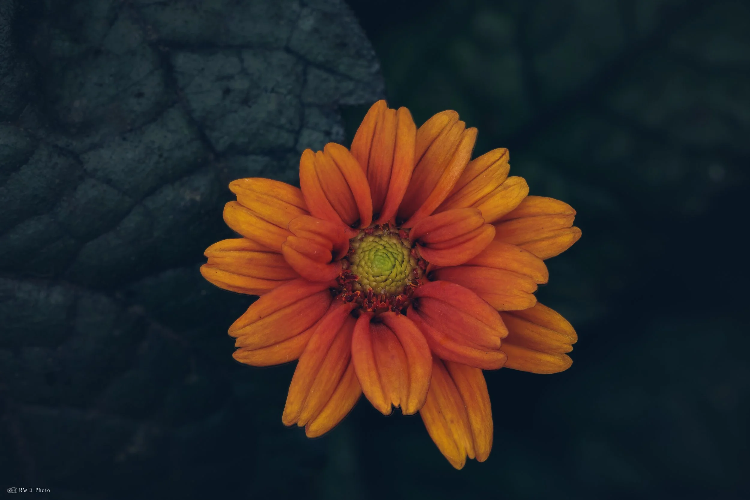 072125-Flower-1.jpg