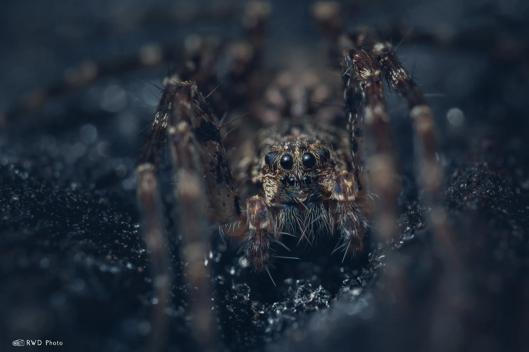 120324_WolfSpider-1.jpg