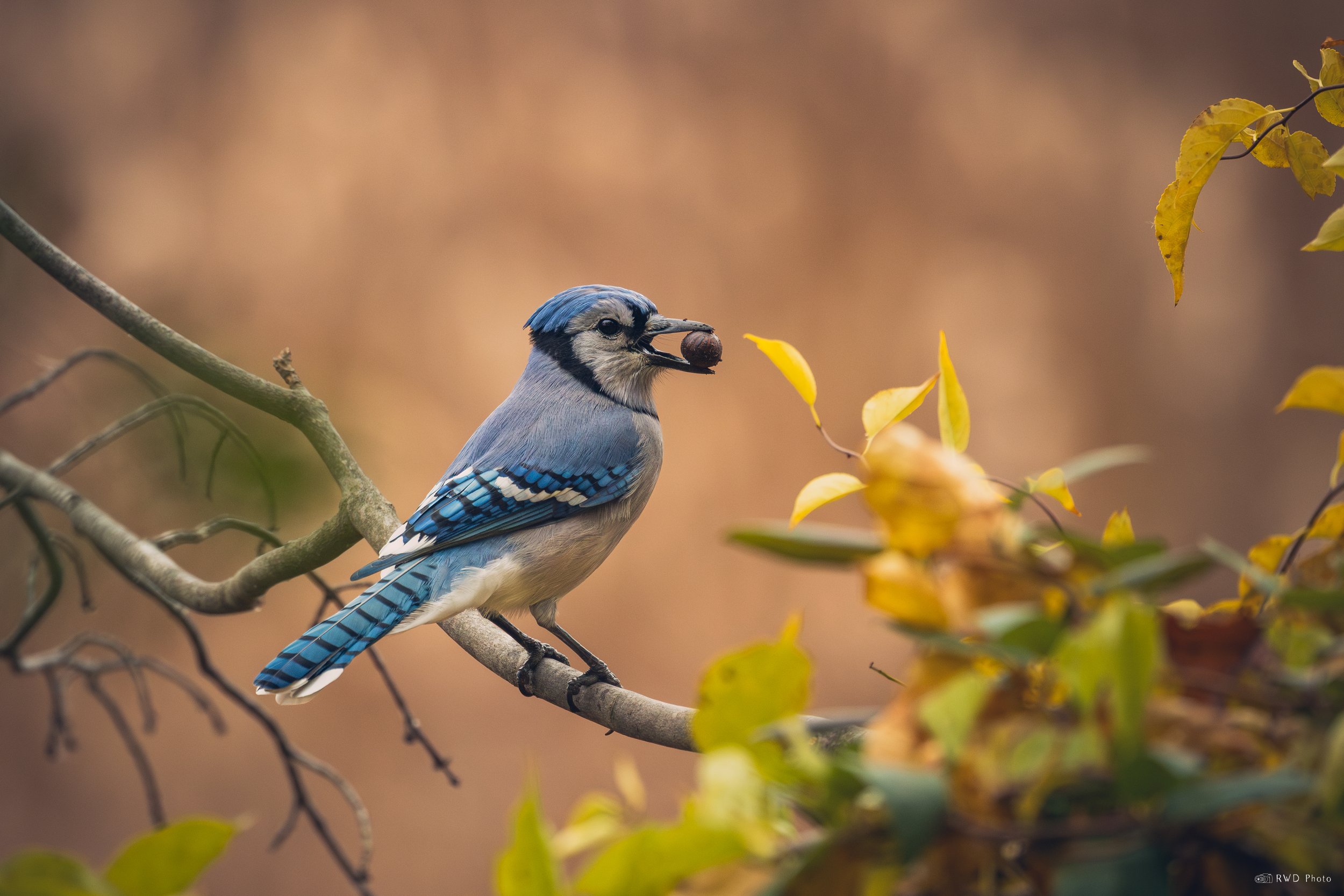 110525-BlueJay.jpg