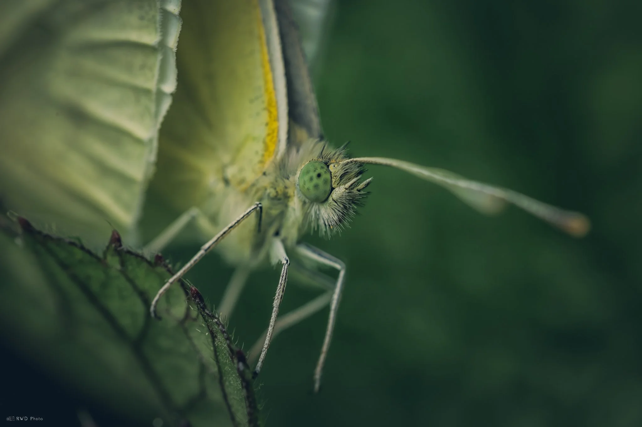 060725-CabbageWhiteButterfly.jpg