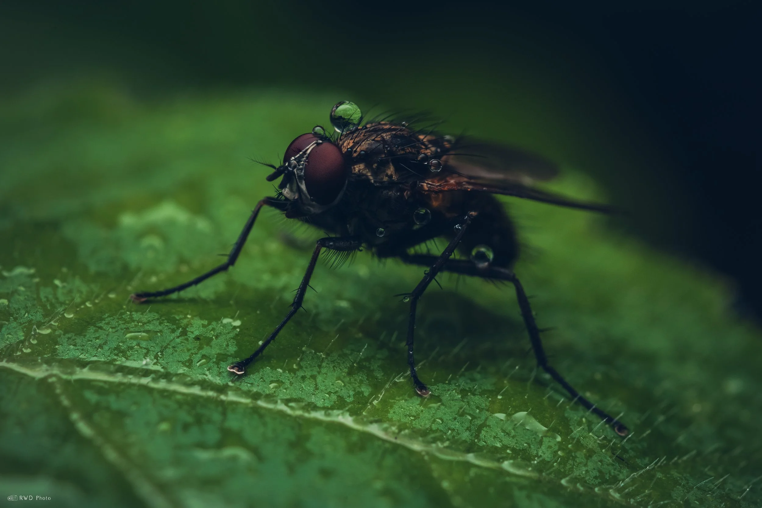 052426-Fly-1.jpg