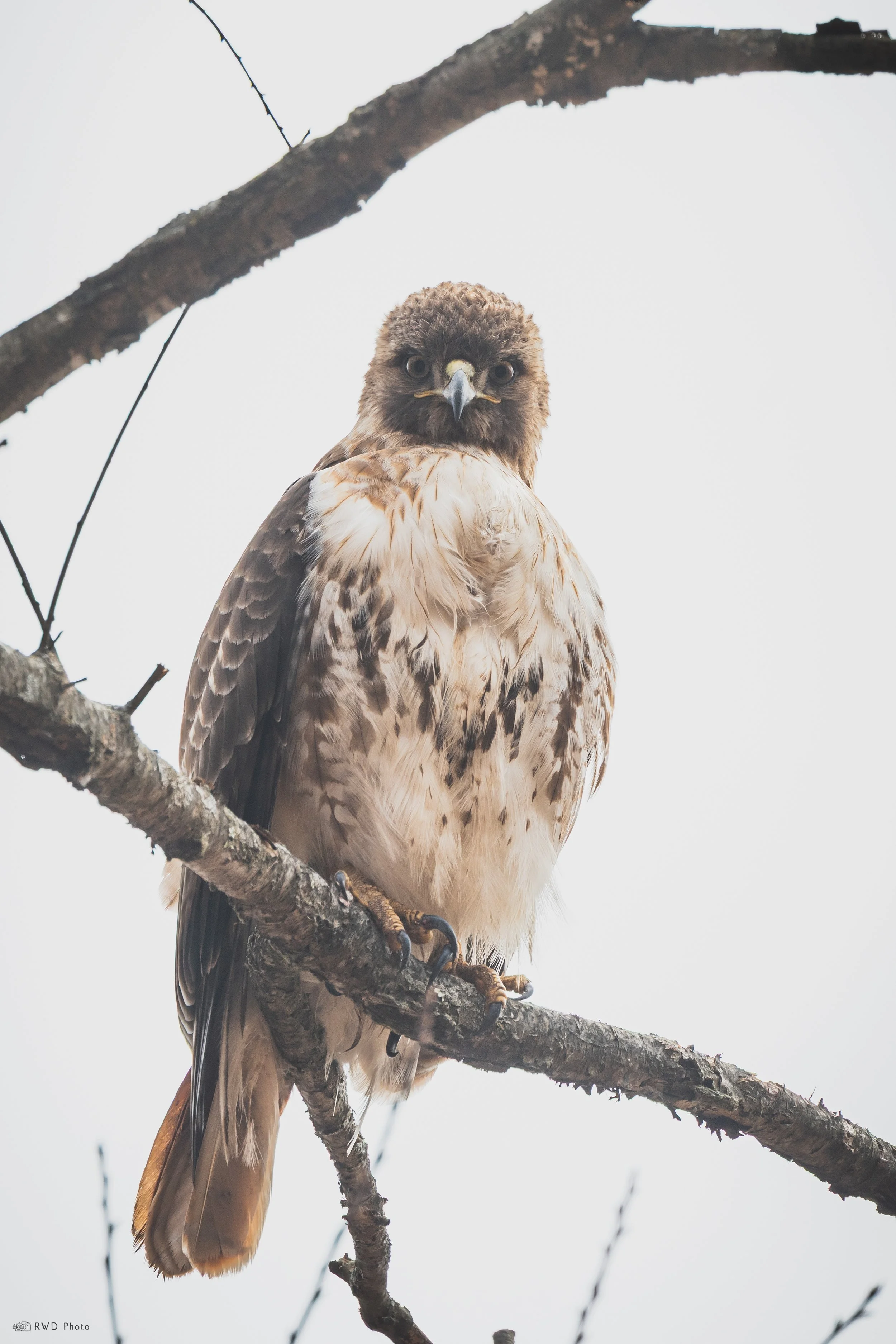 032626-RedTailedHawk-1.jpg