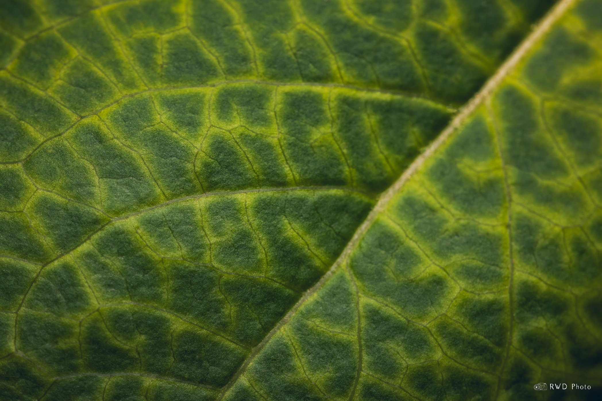 053024_Leaf.jpg