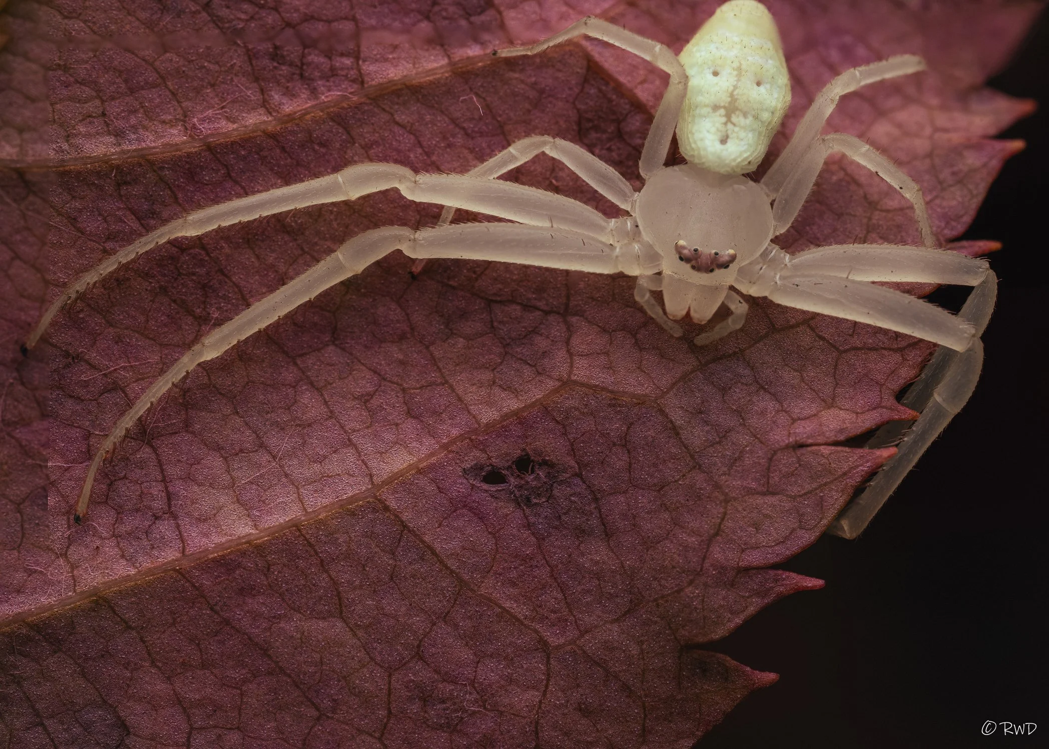 110323_WhiteCrabSpider.jpg