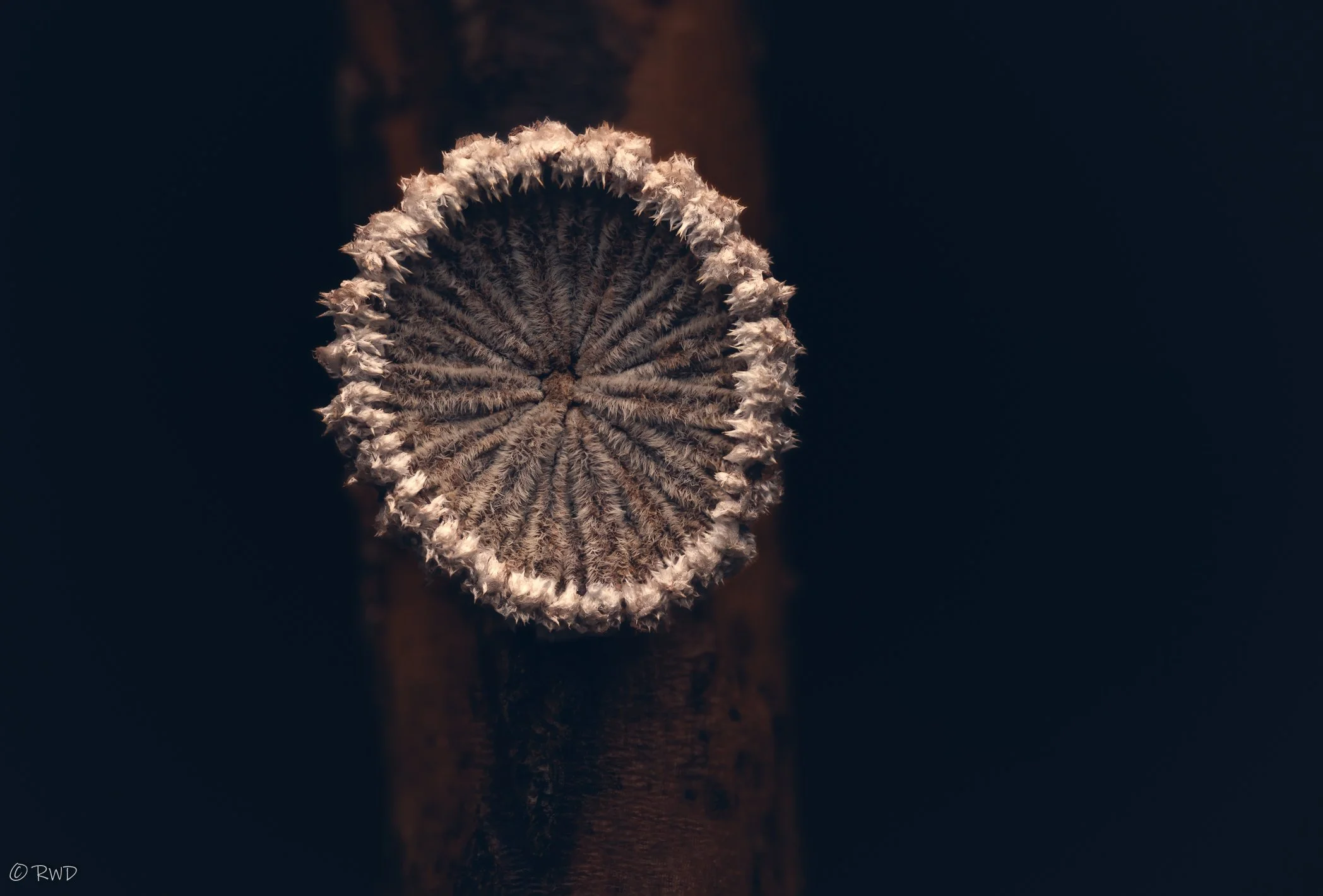 011224_Mushroom-1.jpg