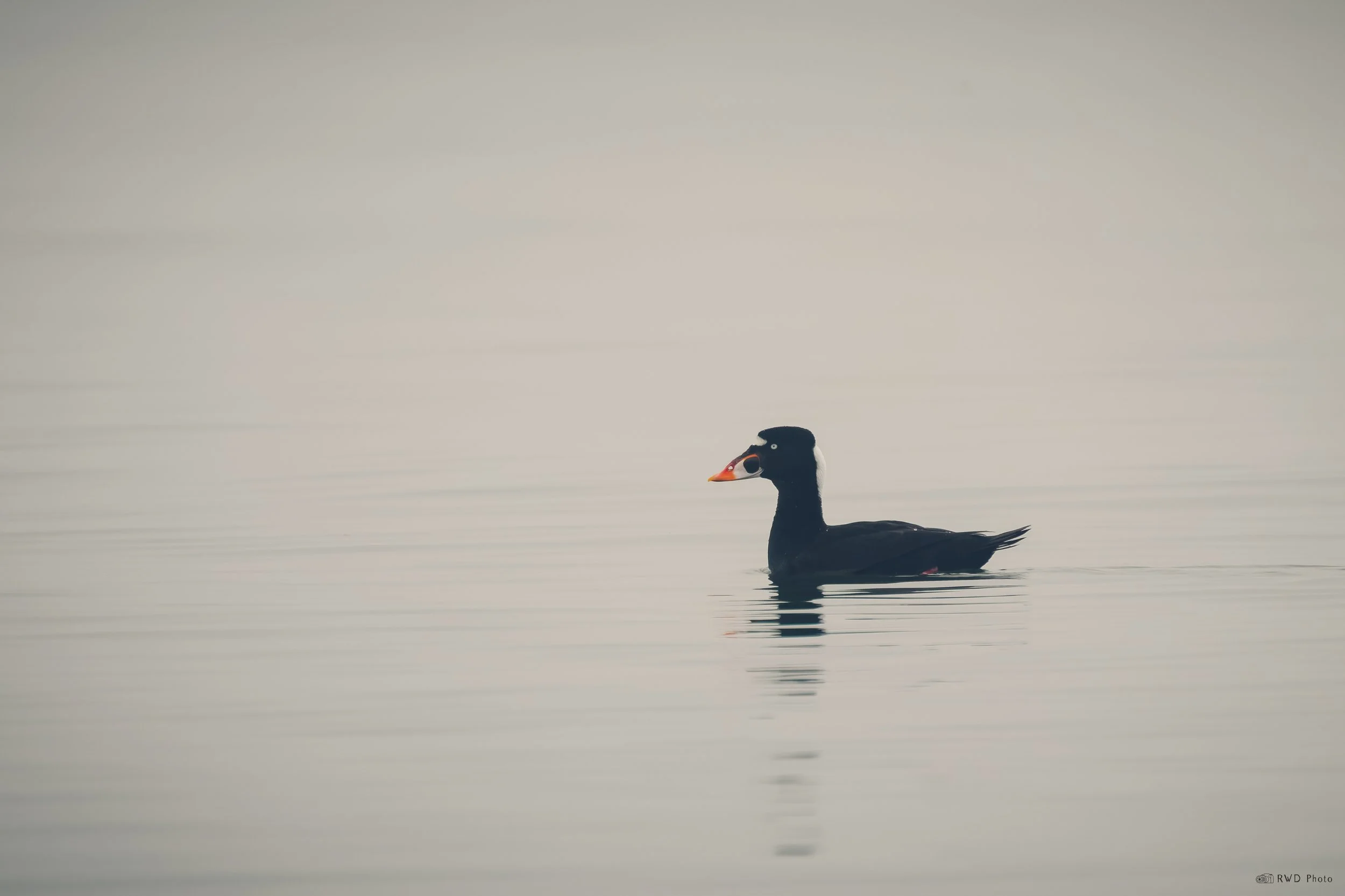 030726-Scoters-2.jpg