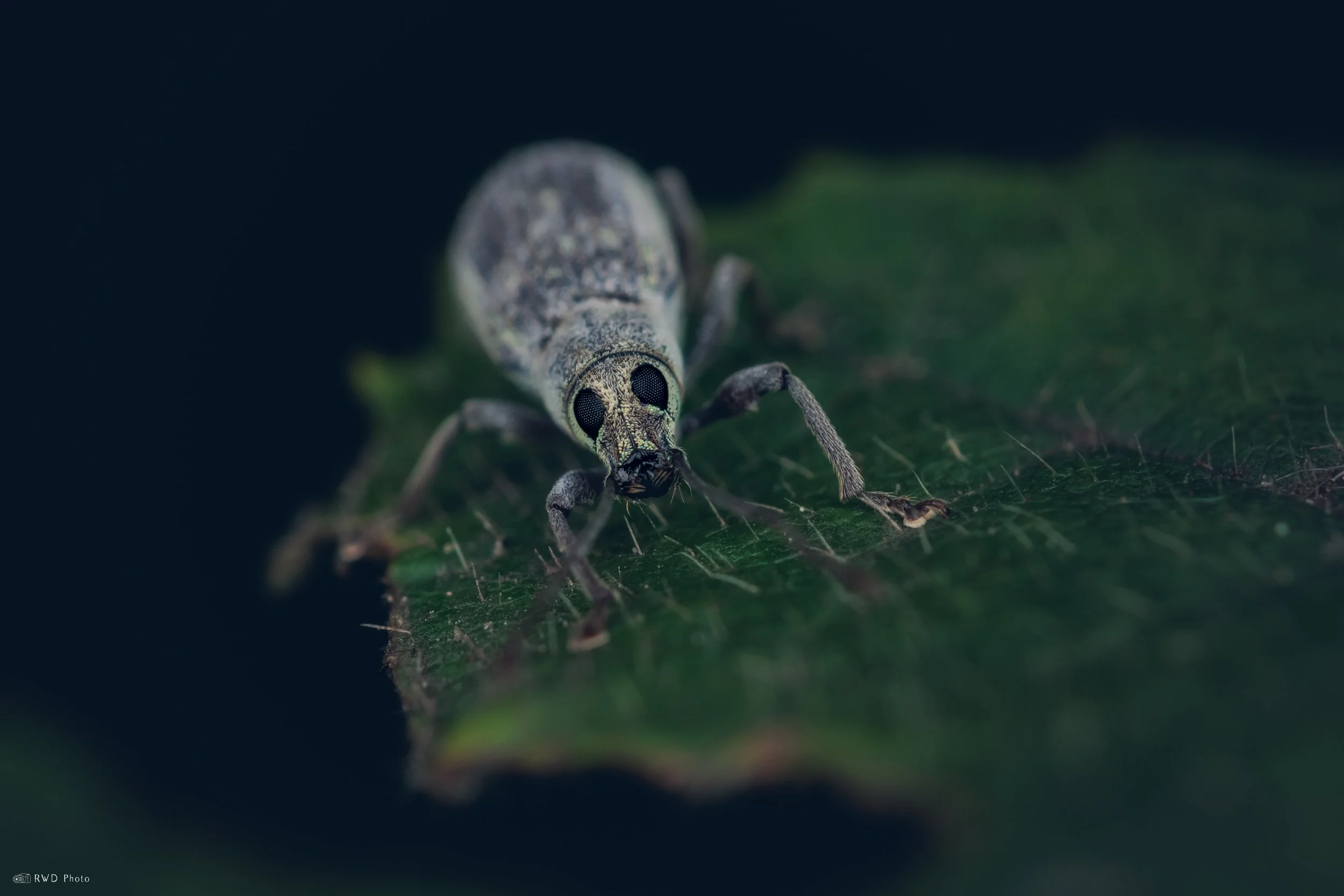 072725-Weevil.jpg