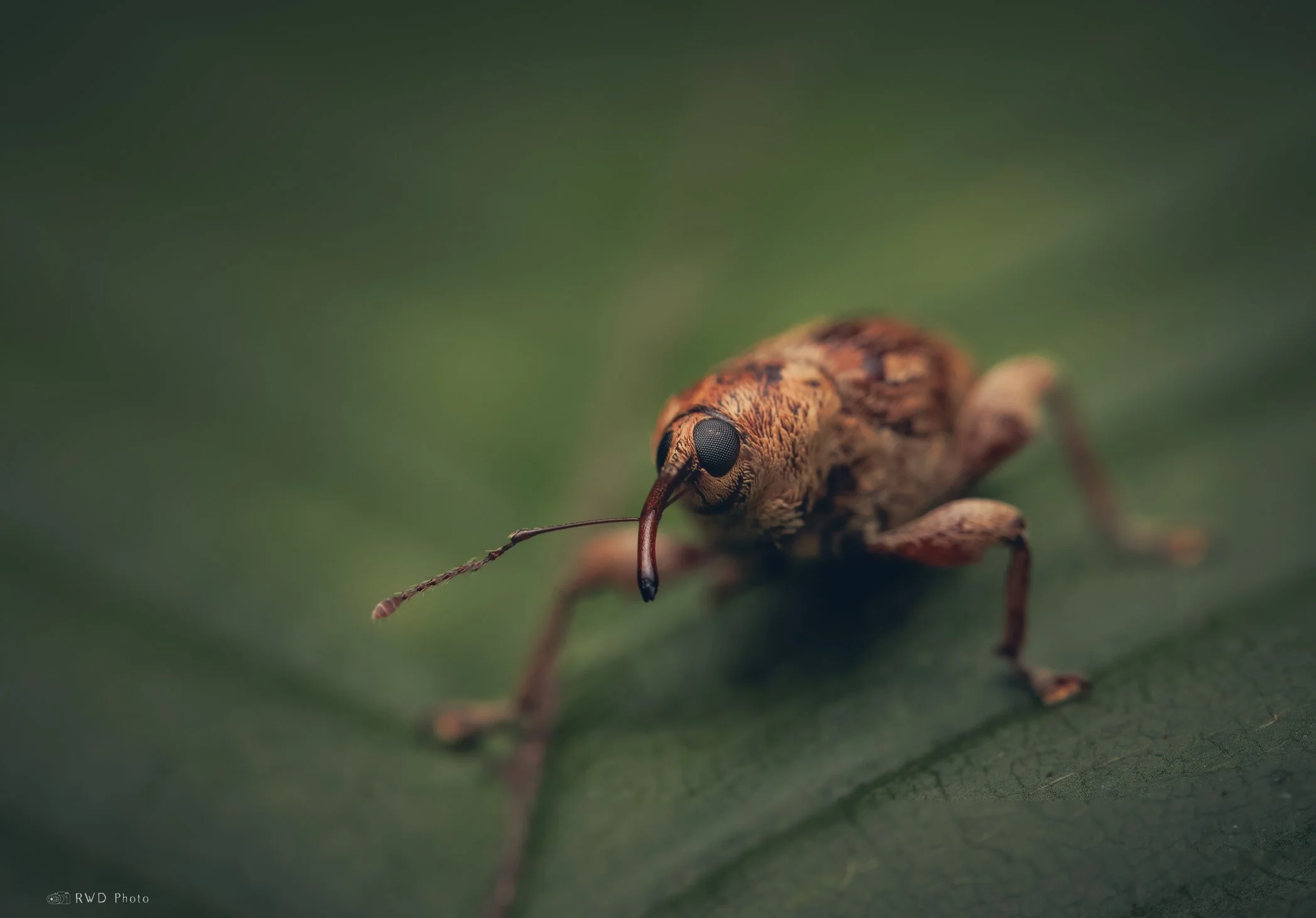 082224_Weevil.jpg