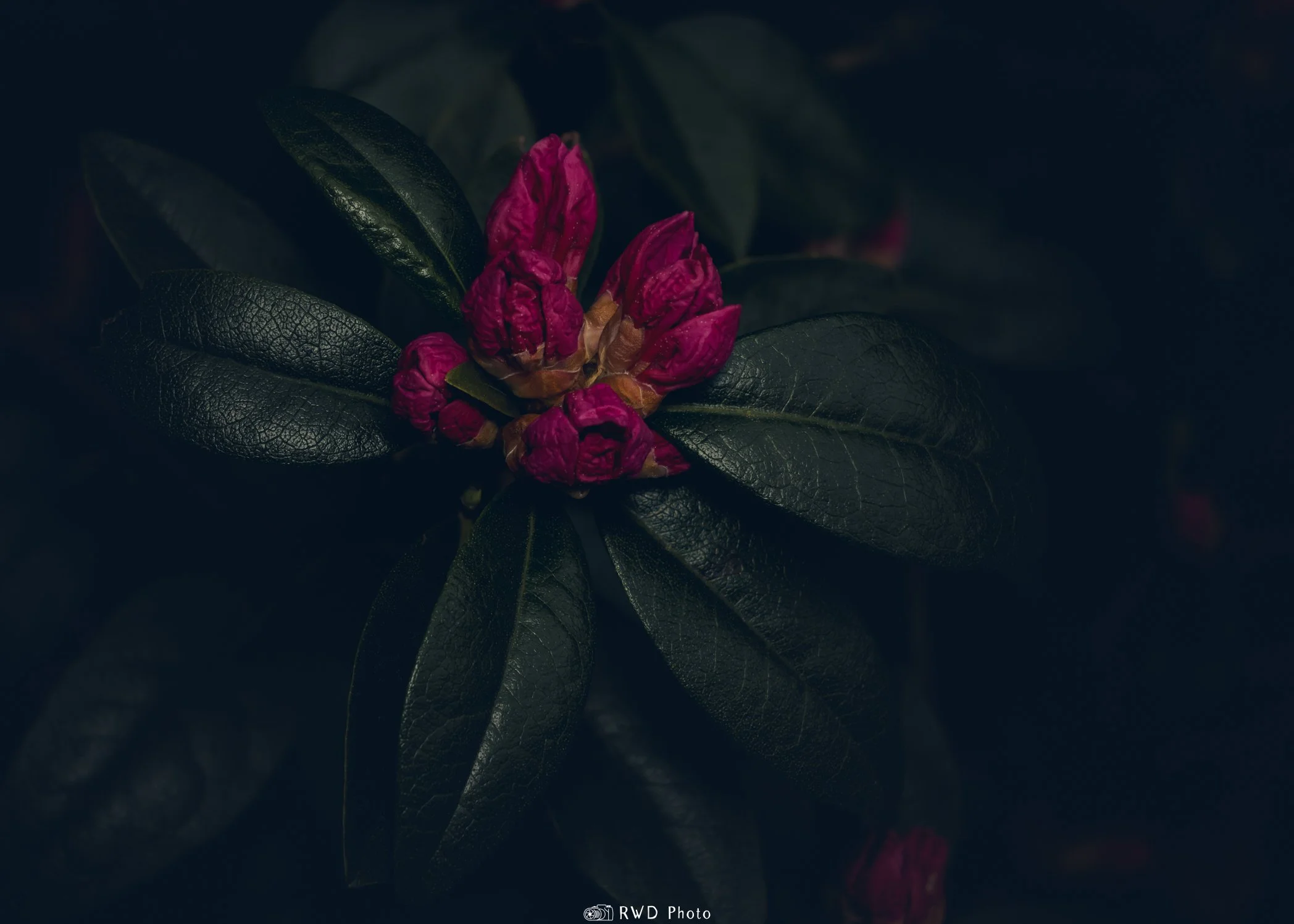 042124_AzaleaBuds-1-2.jpg