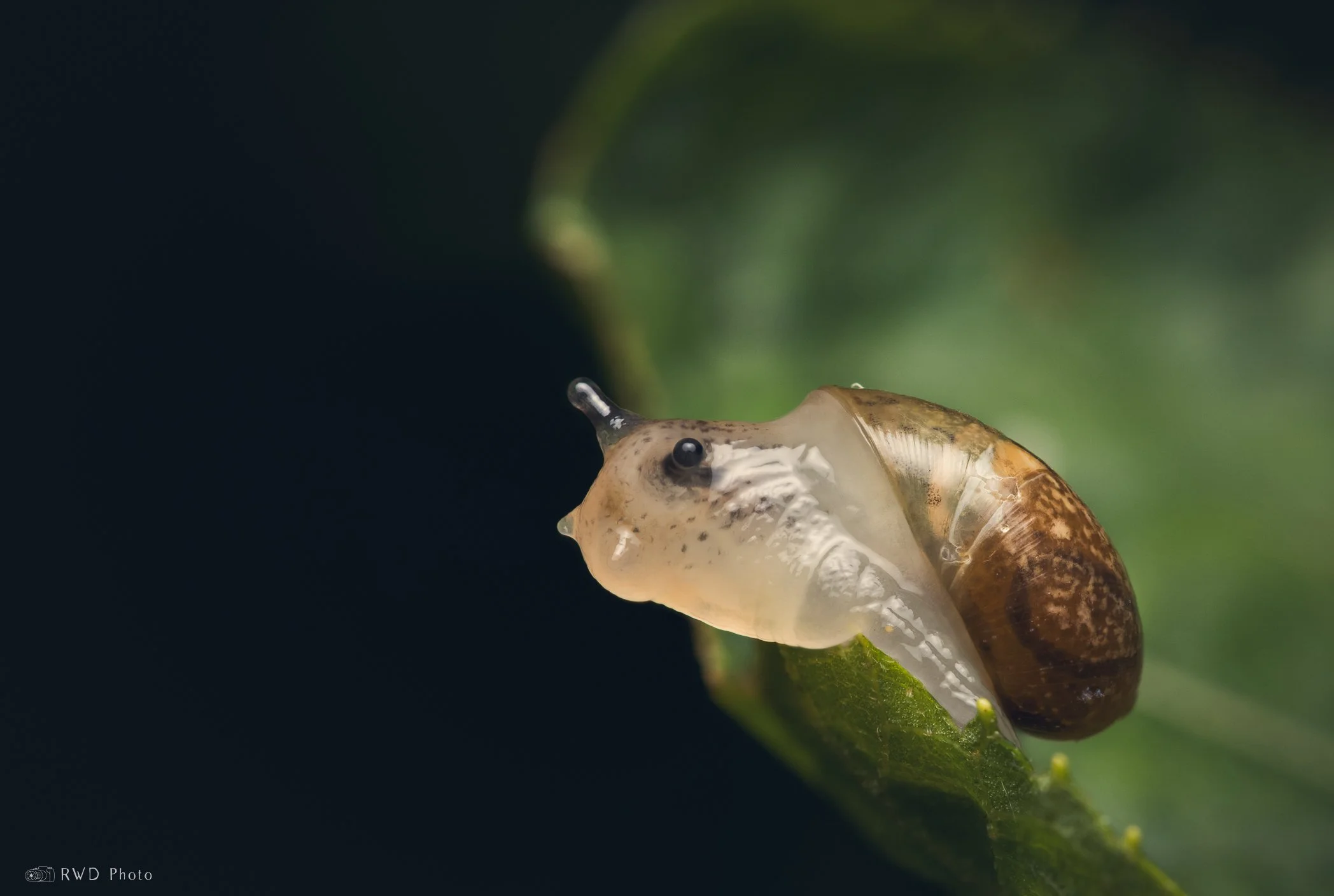 082724_Snail.jpg