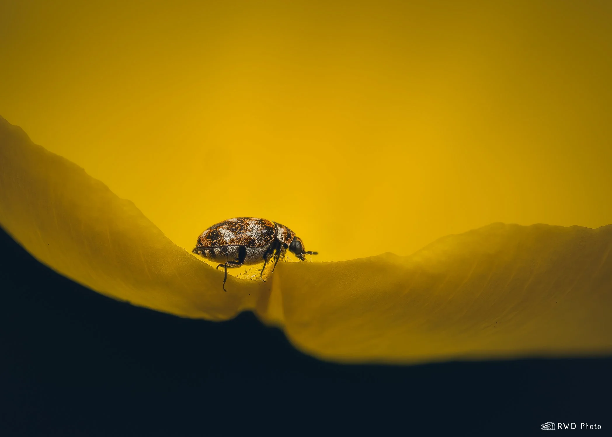 041524_CarpetBeetle.jpg