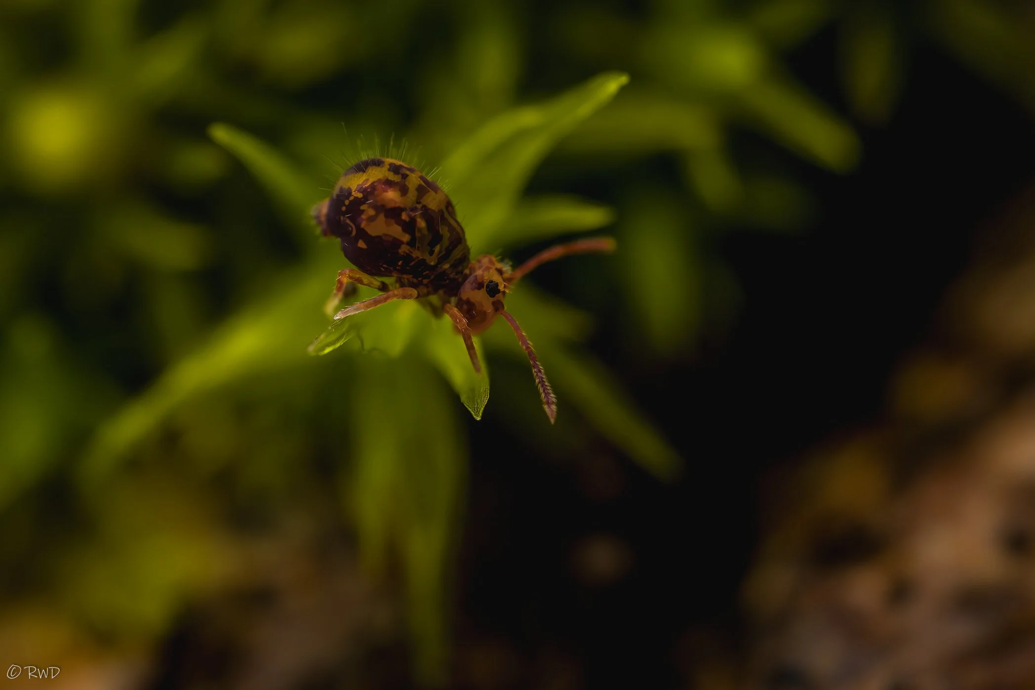 012524_Springtail-1.jpg
