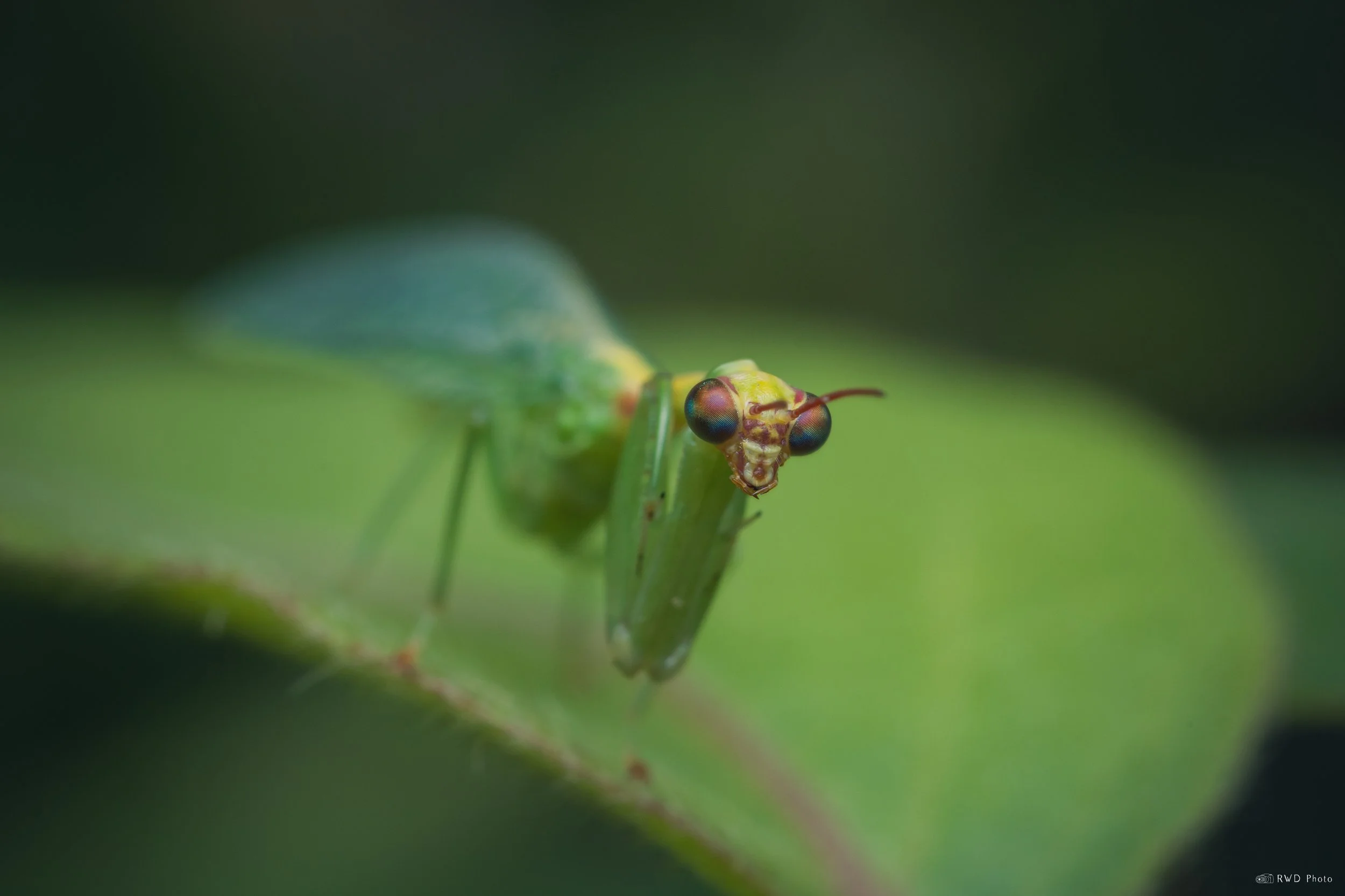 091425-GreenMantisfly-1.jpg