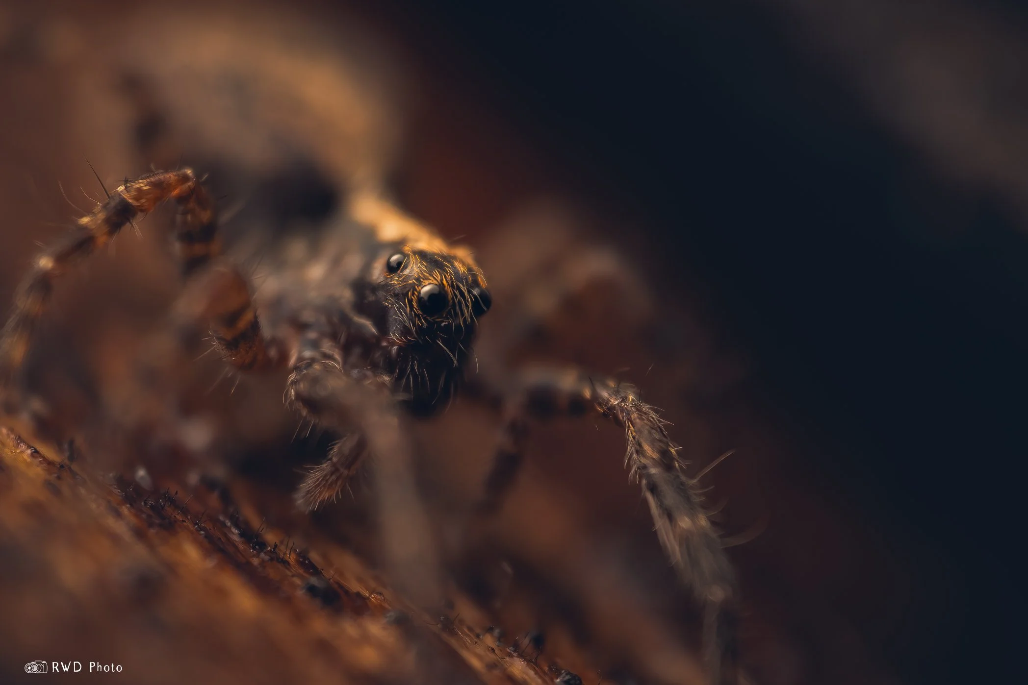 022724_Spider-1.jpg