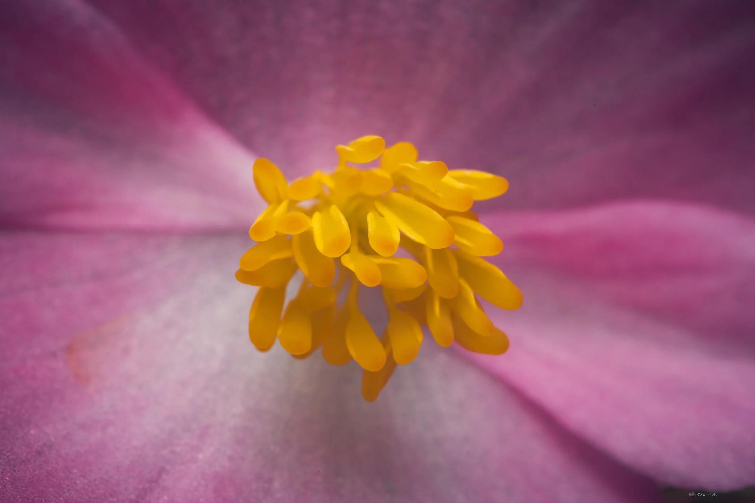 061326-Stamen-2.jpg