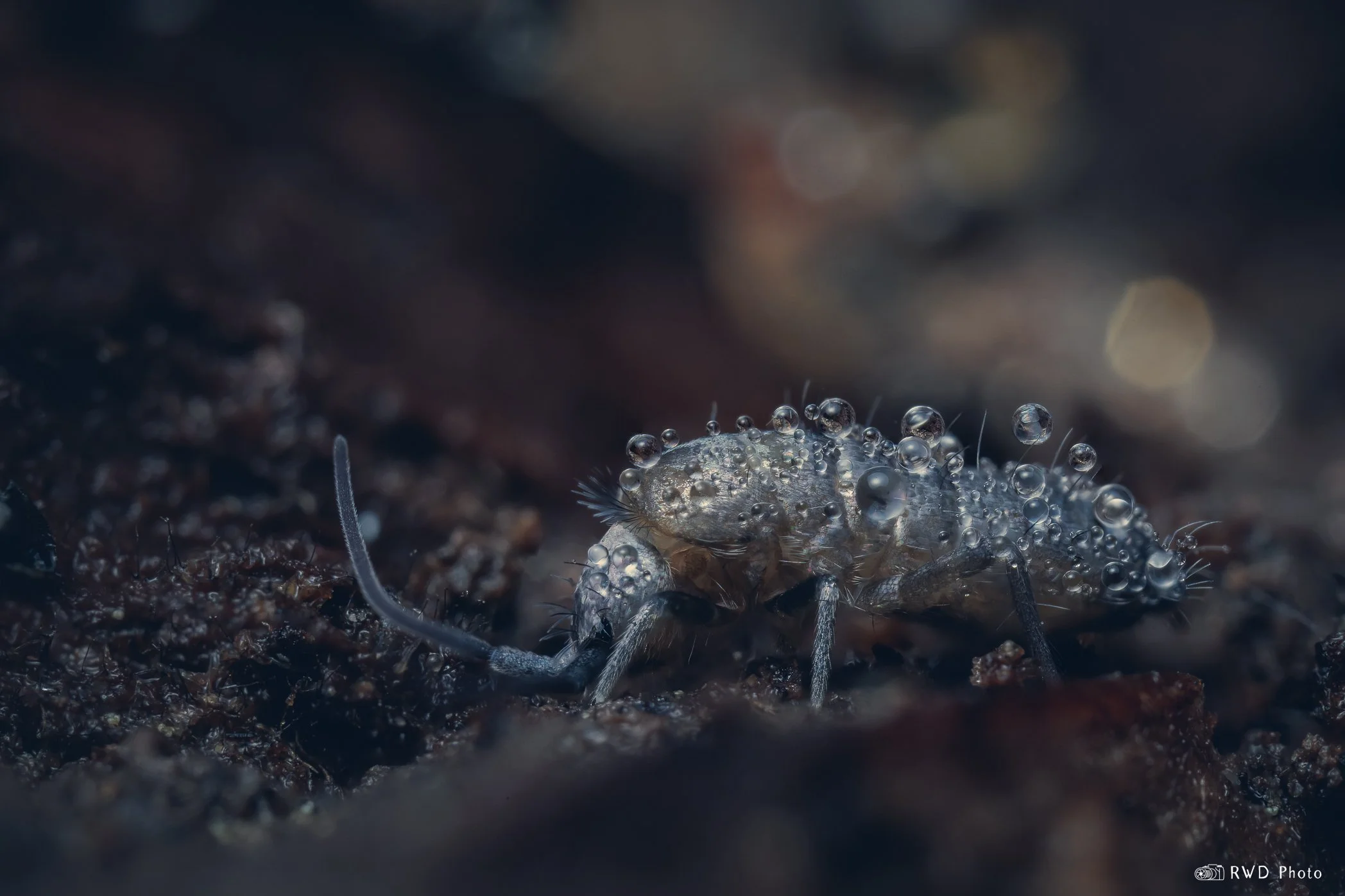 120224_Springtail-1.jpg