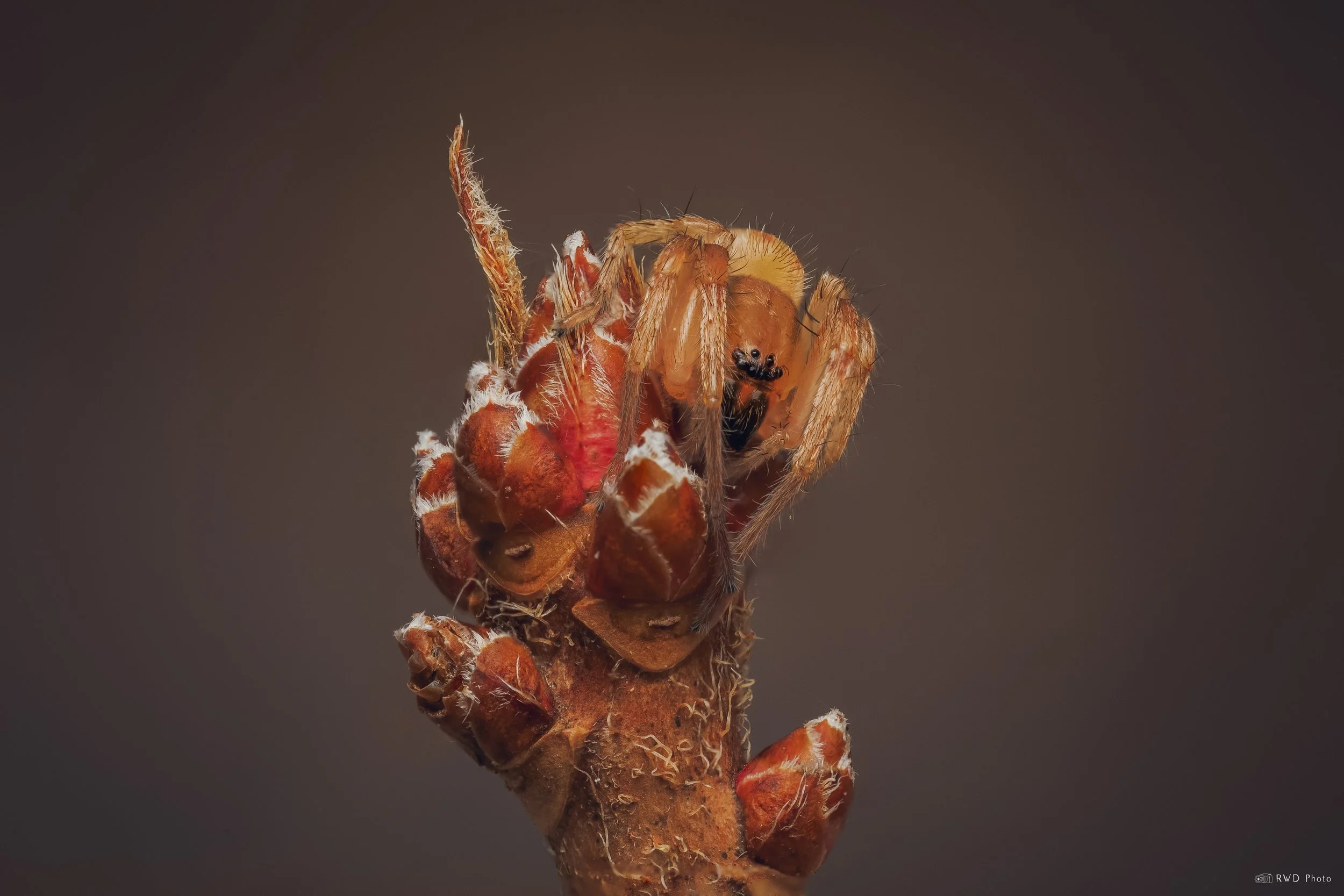 031026-Spider-1.jpg