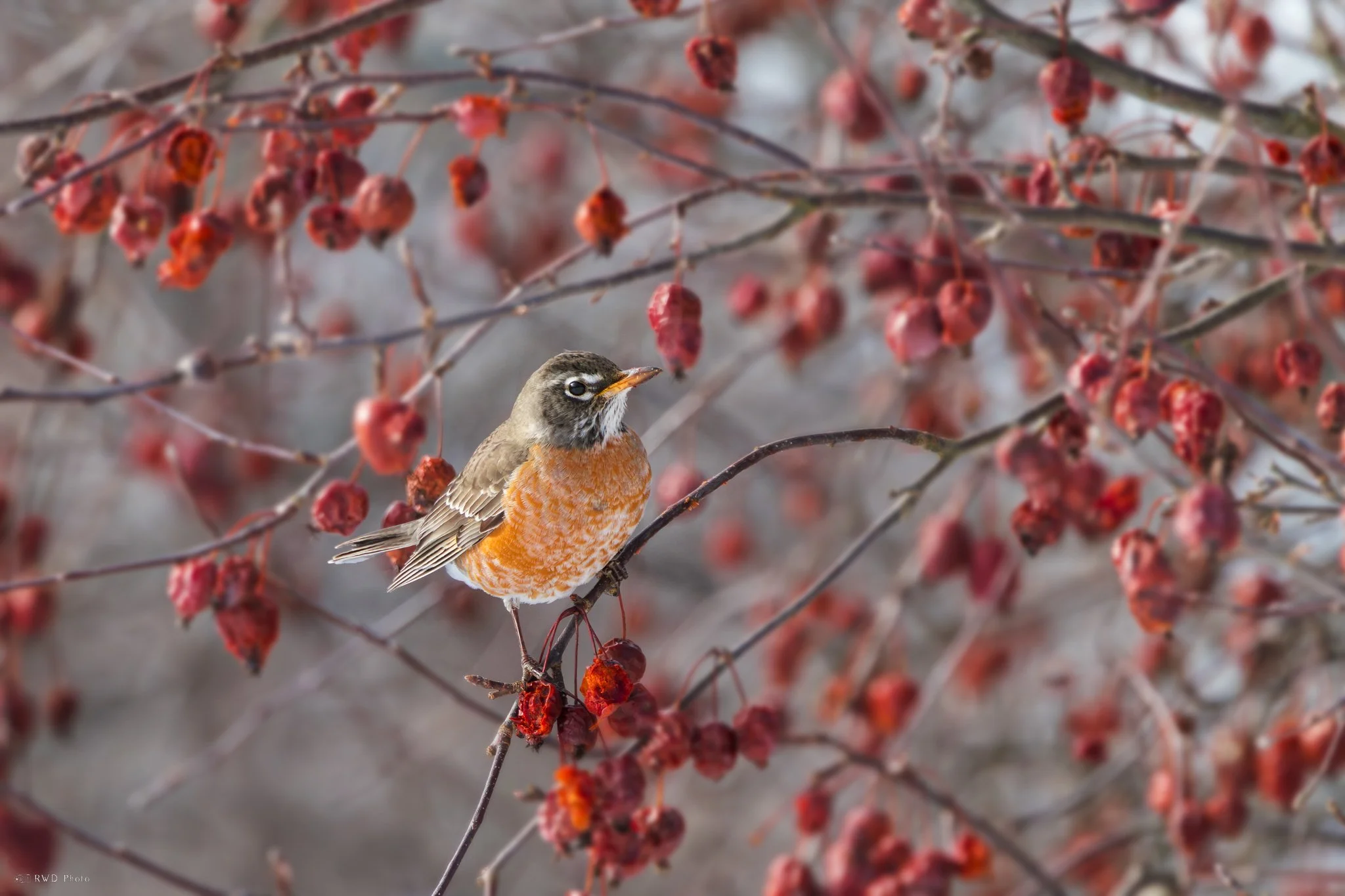 021525_Robin.jpg