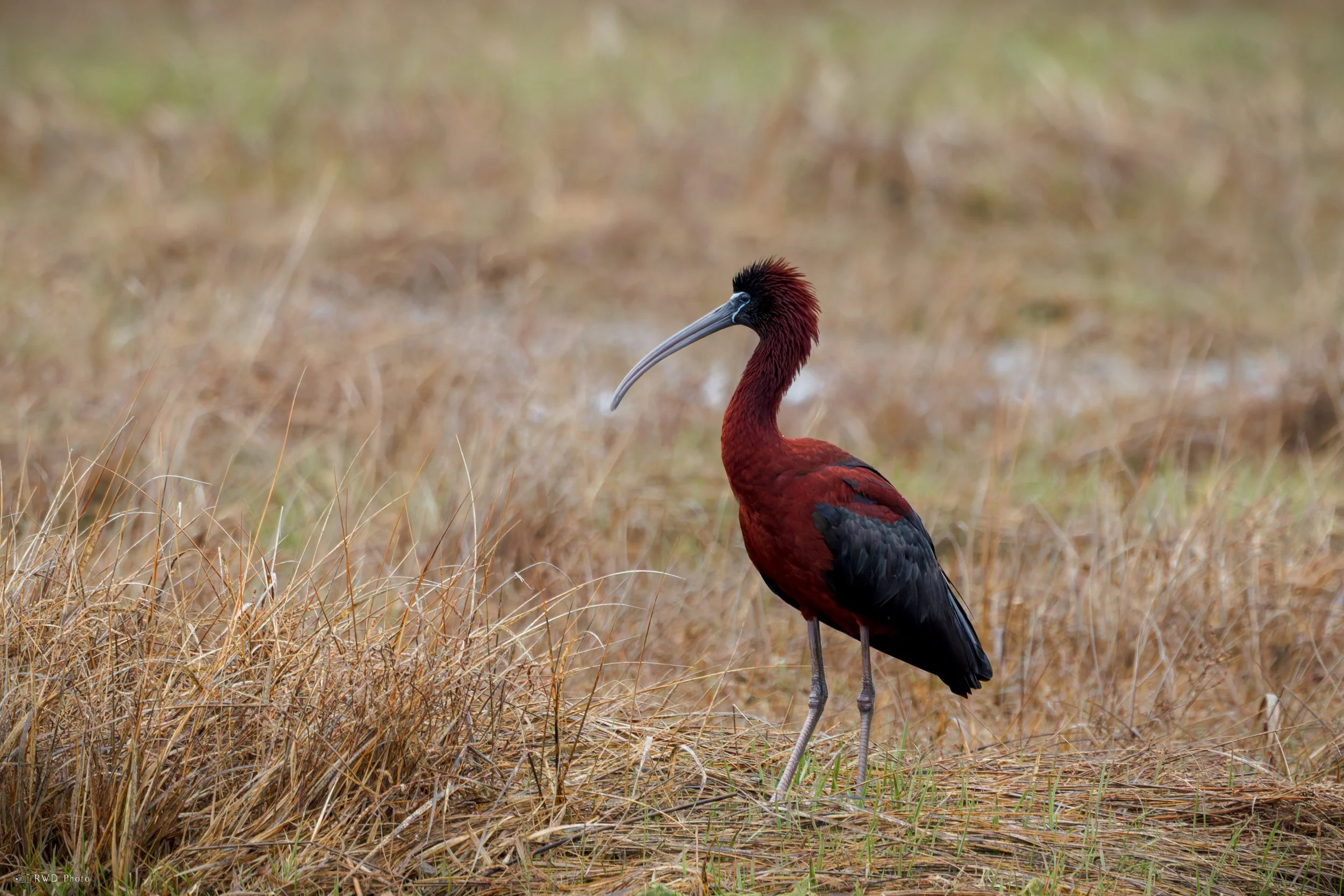 042626-GlossyIbis-1.jpg