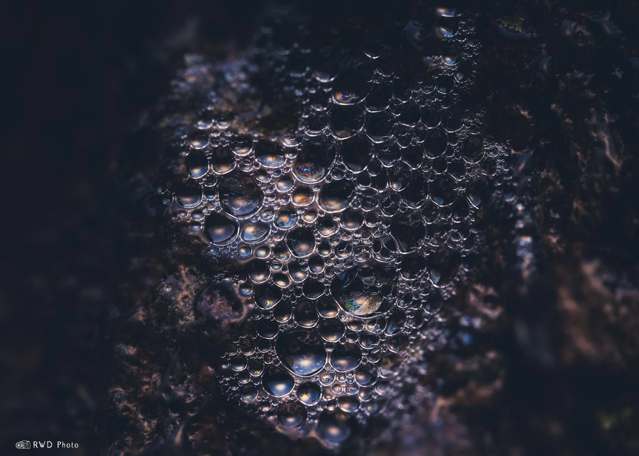 012824_BubblesOnATree-1.jpg