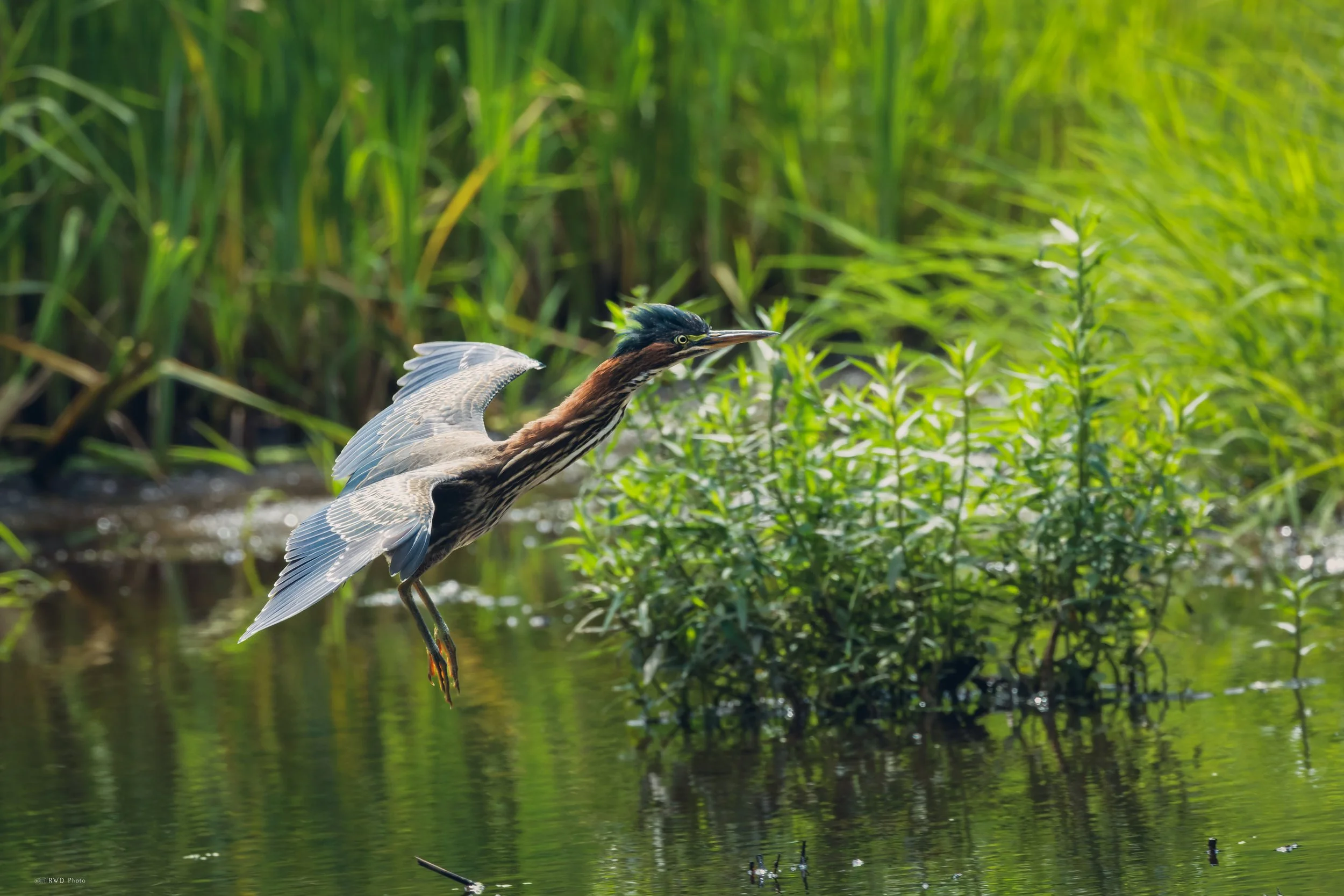080526-GreenHeron-2.jpg