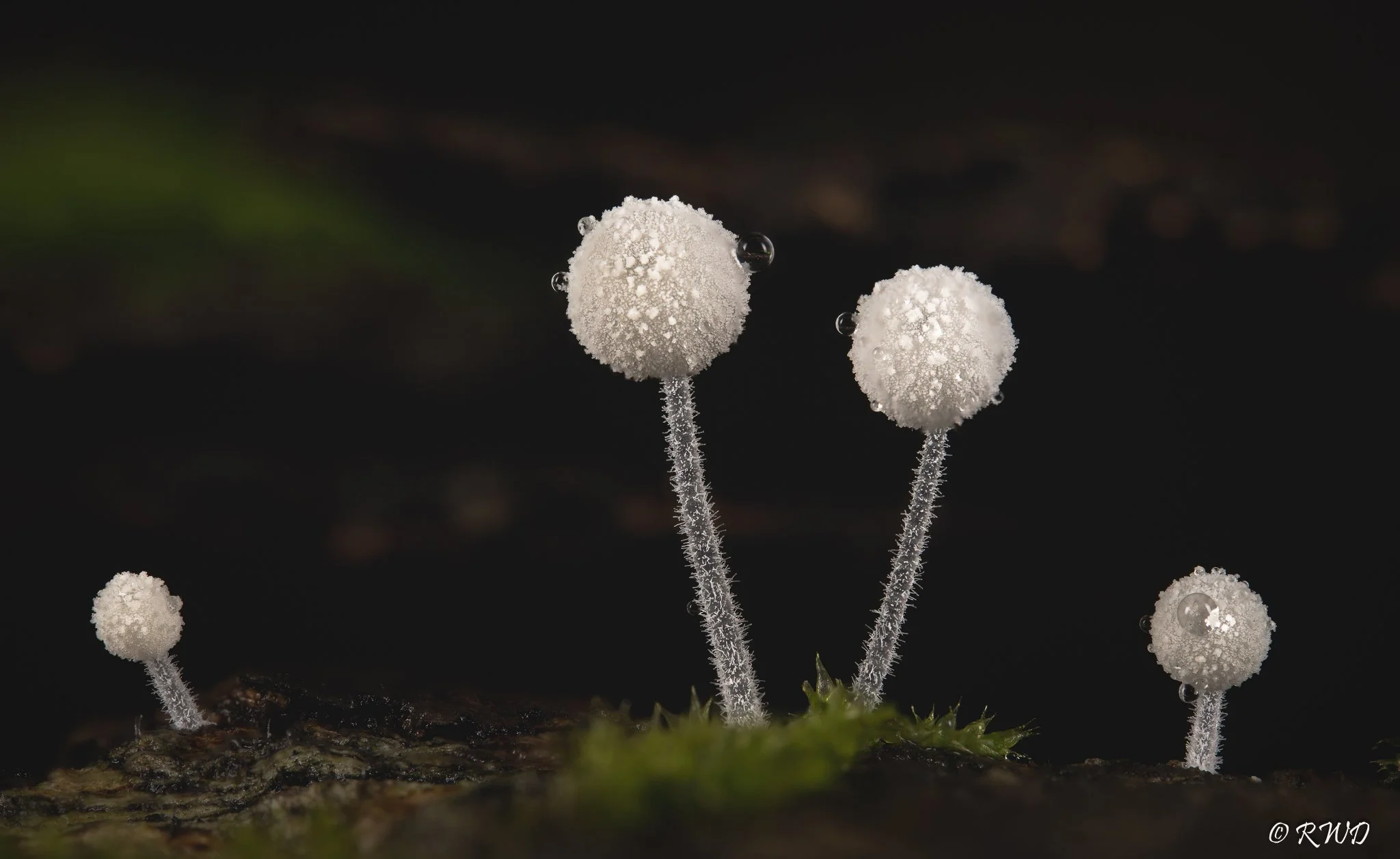 081623_WhiteFungi.jpg