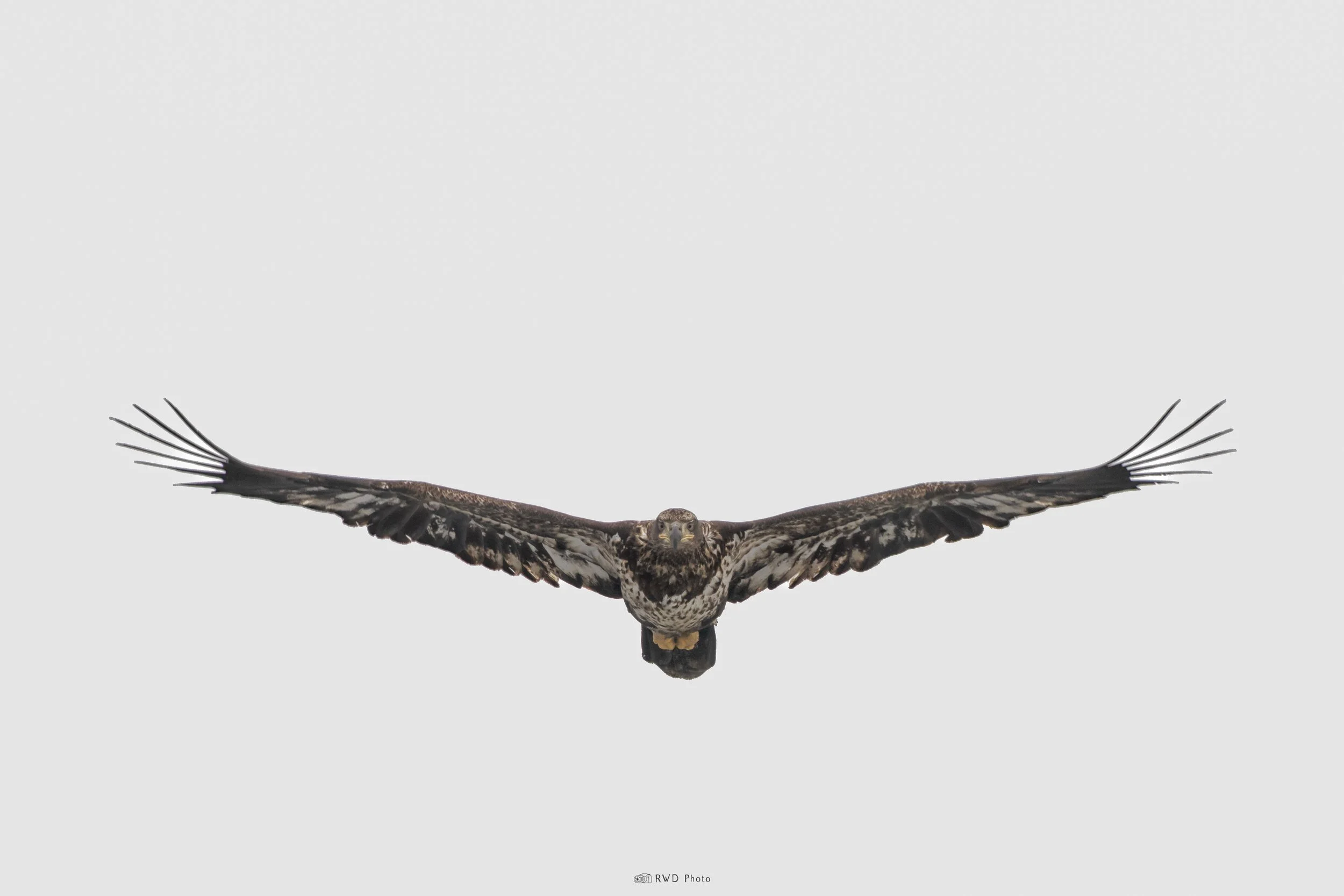 022126-BaldEagle-1.jpg
