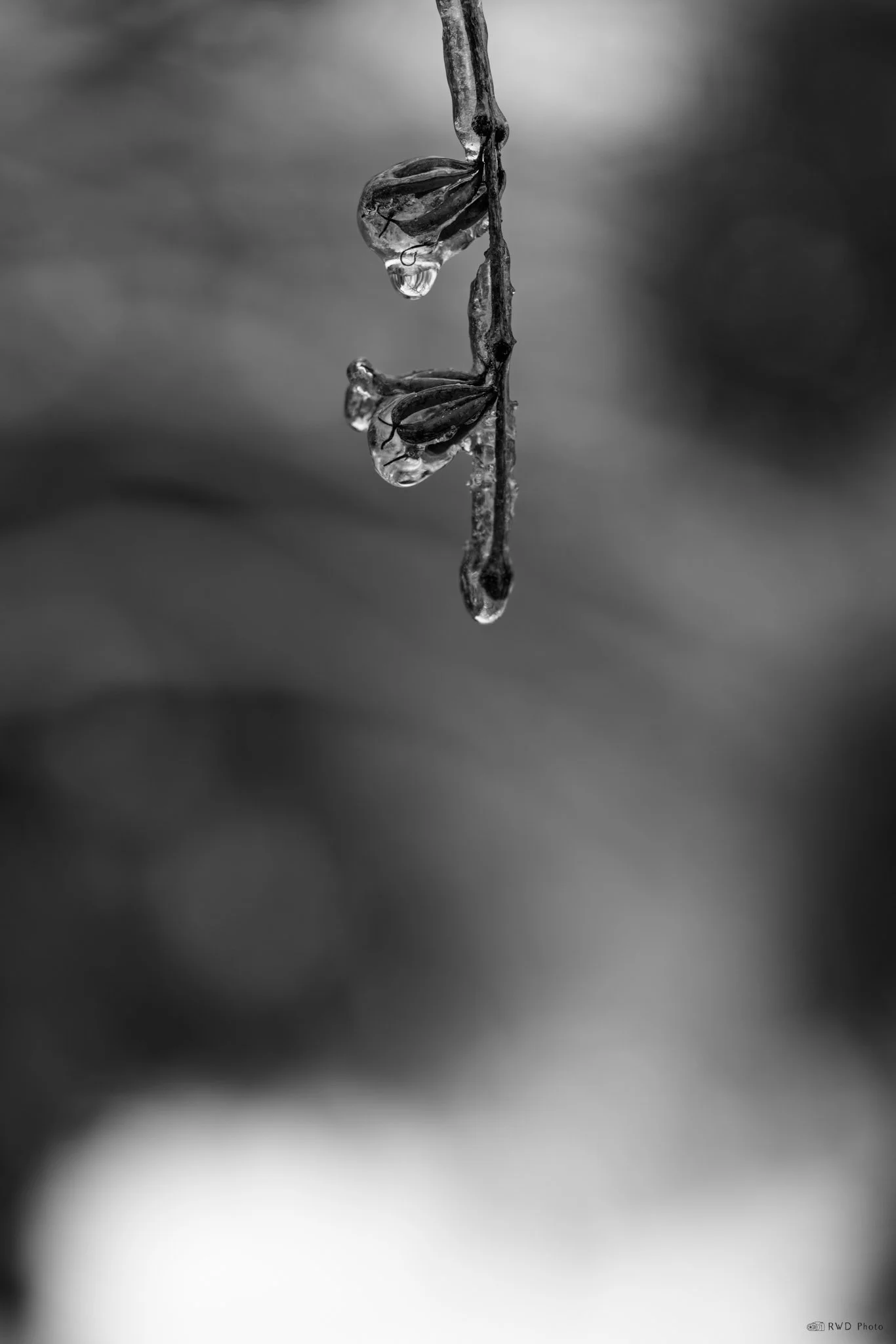 021624_IceBW.jpg