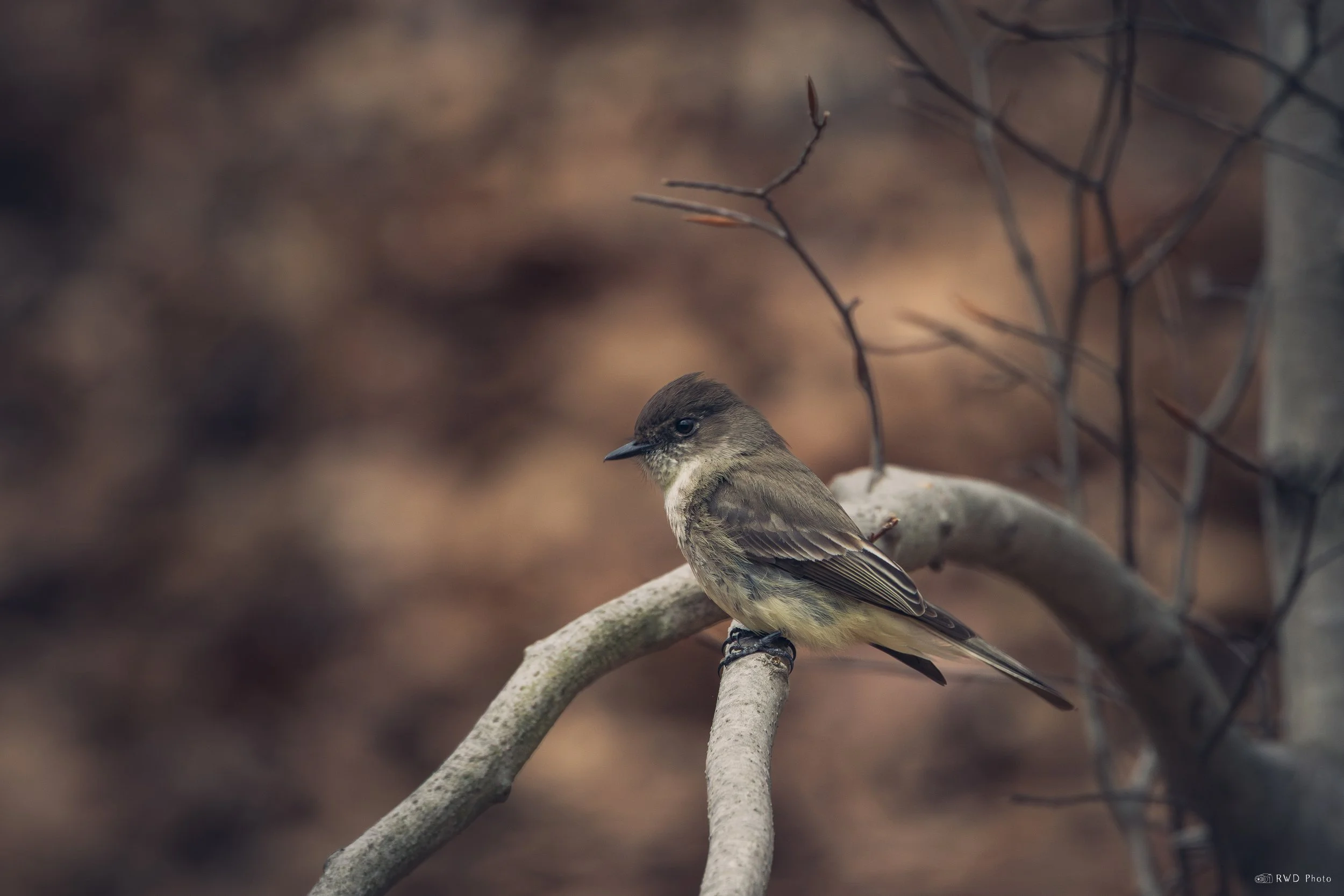 032525-Flycatcher-1.jpg