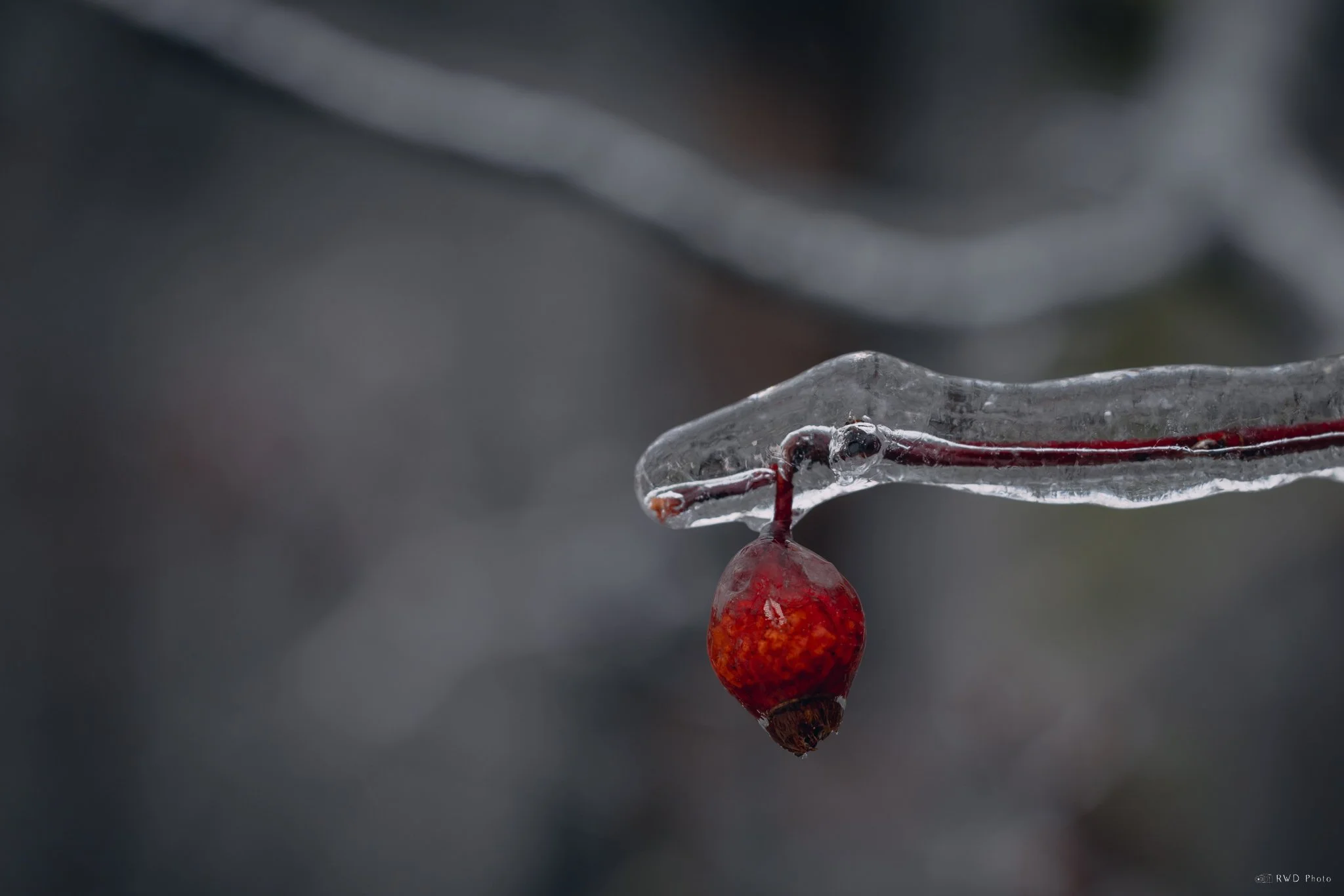 021625_IcyBuds-3.jpg