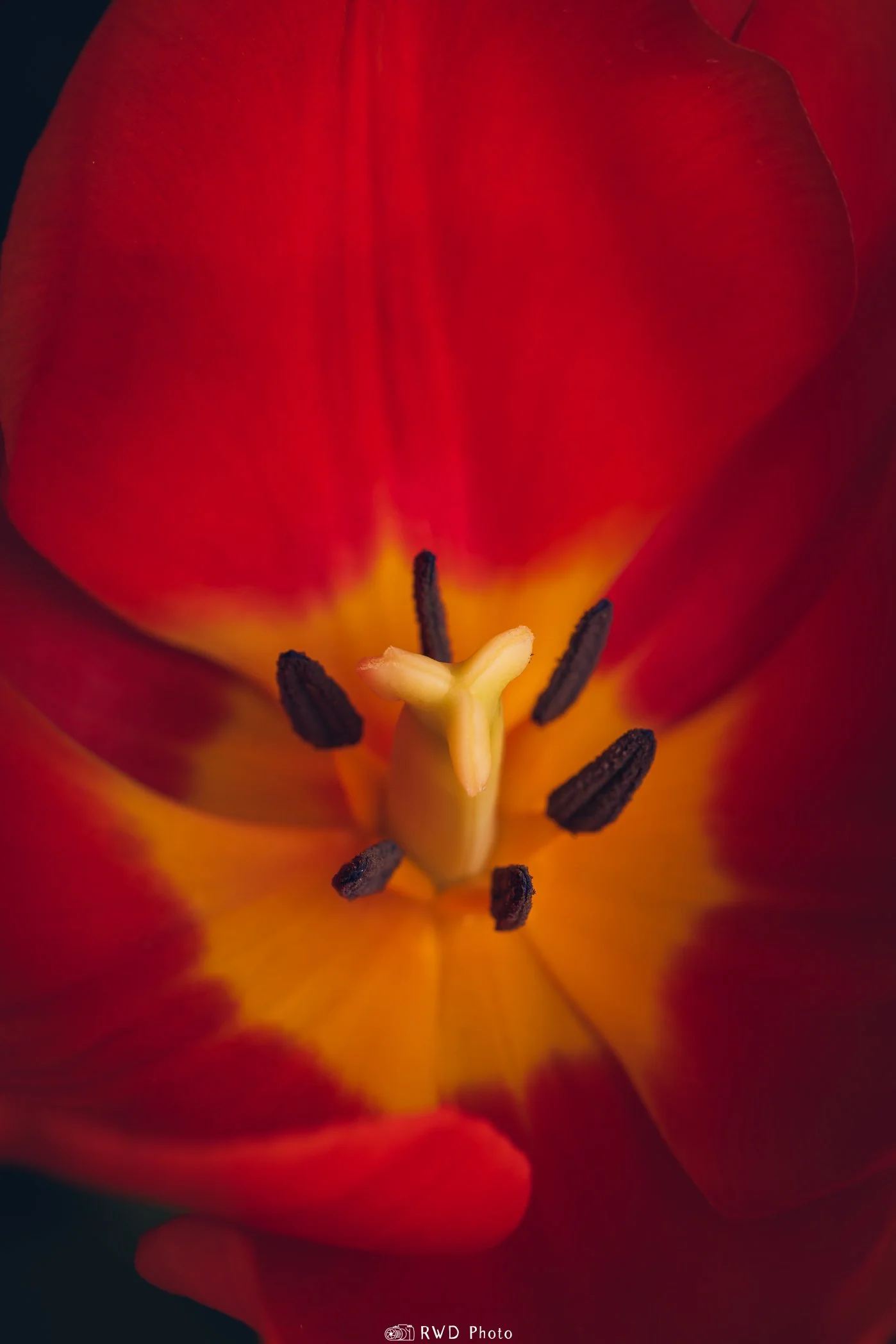 030324_Tulip-3.jpg