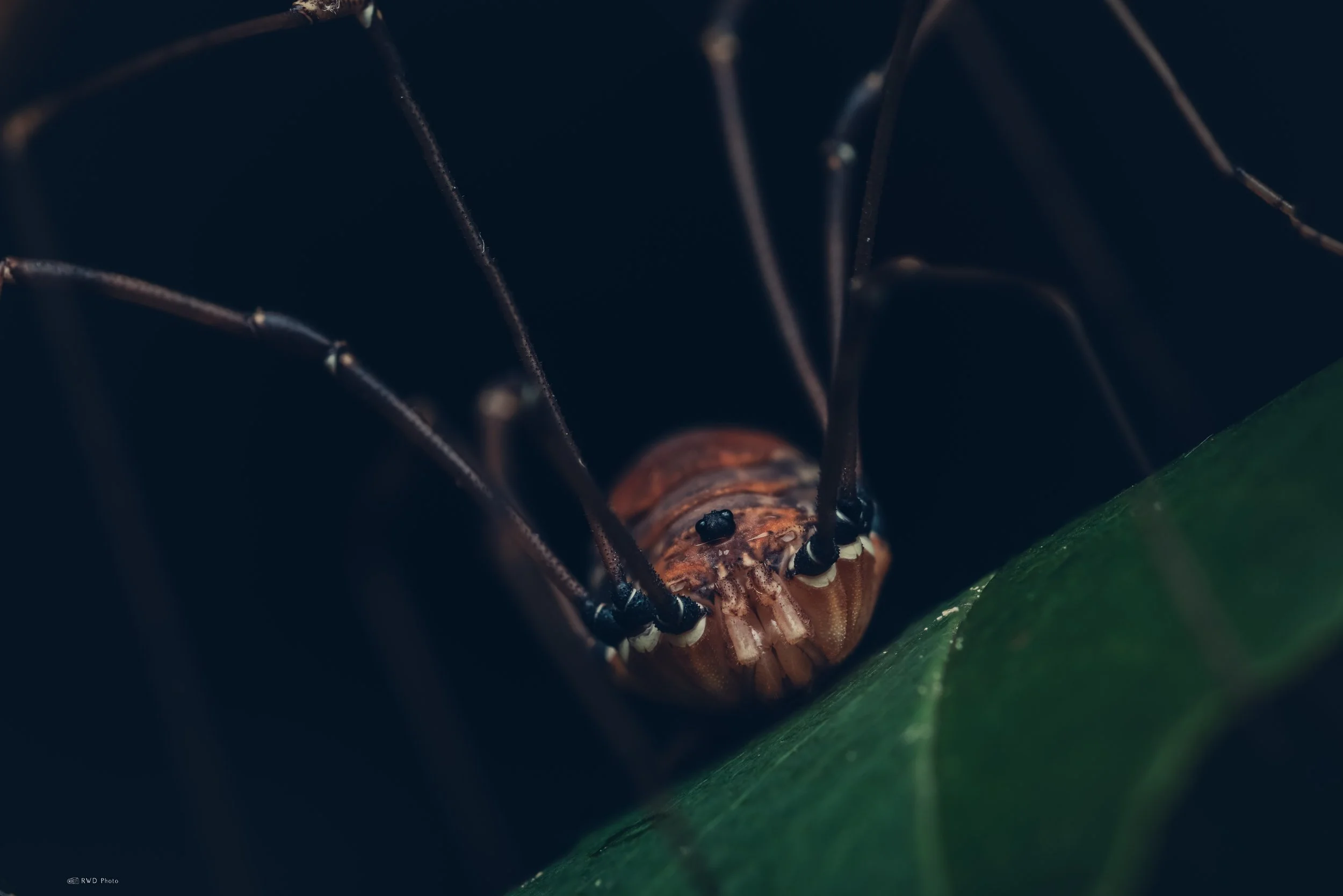 062926-Harvestman-2.jpg