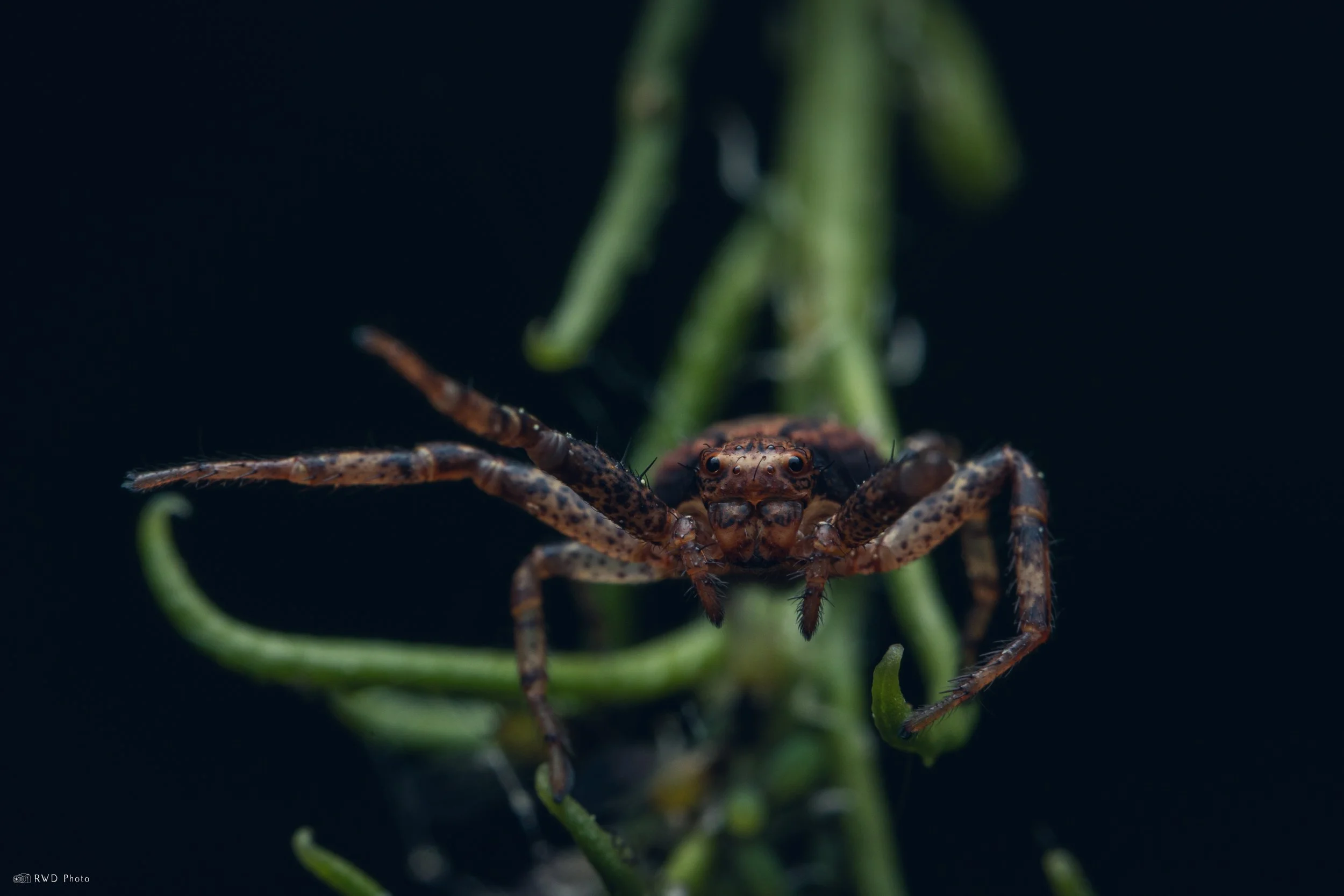060226-CrabSpider-1.jpg