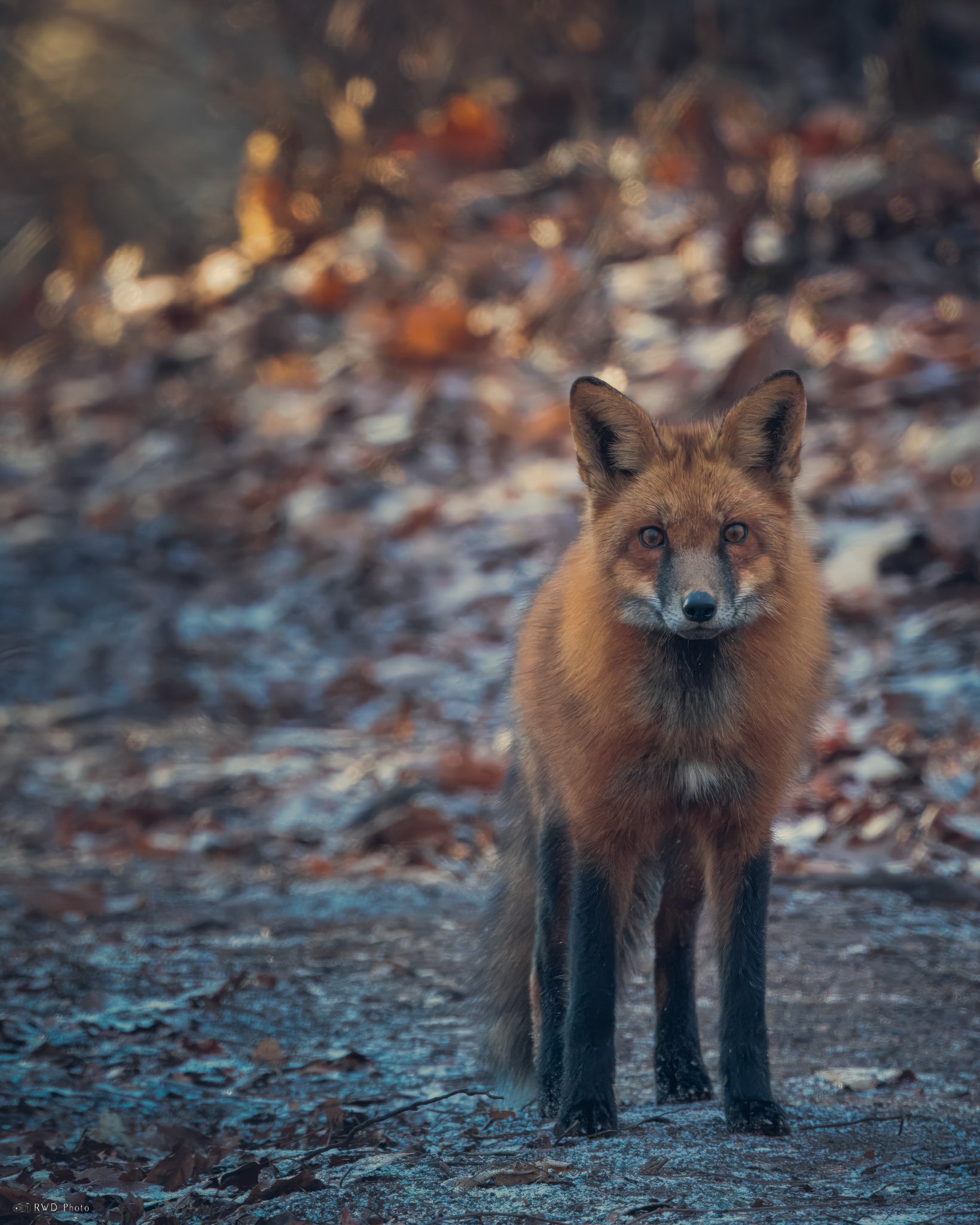 011225_Fox.jpg