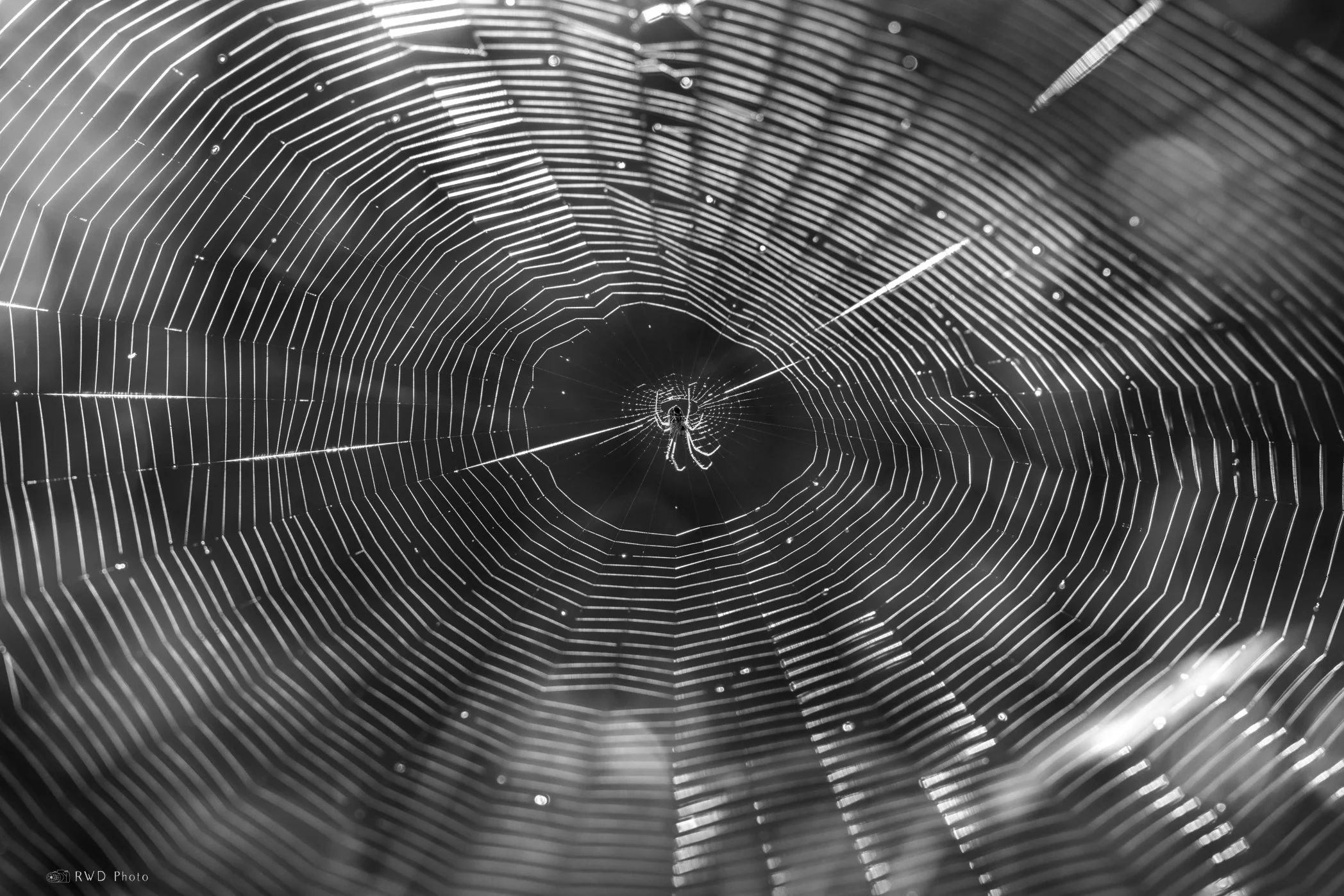 091424-BWSpiderWeb.jpg