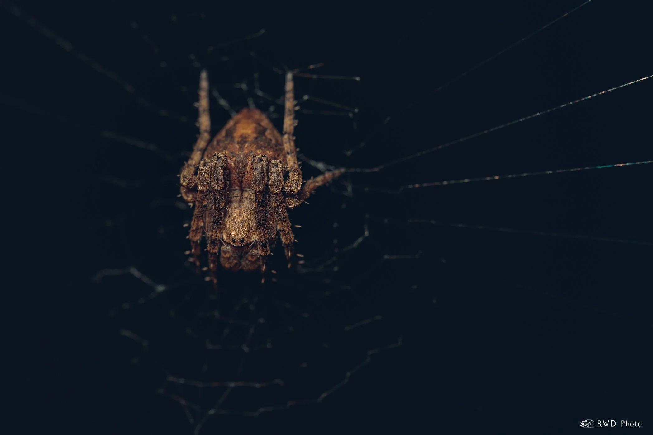 103024_OrbWeaver-1.jpg