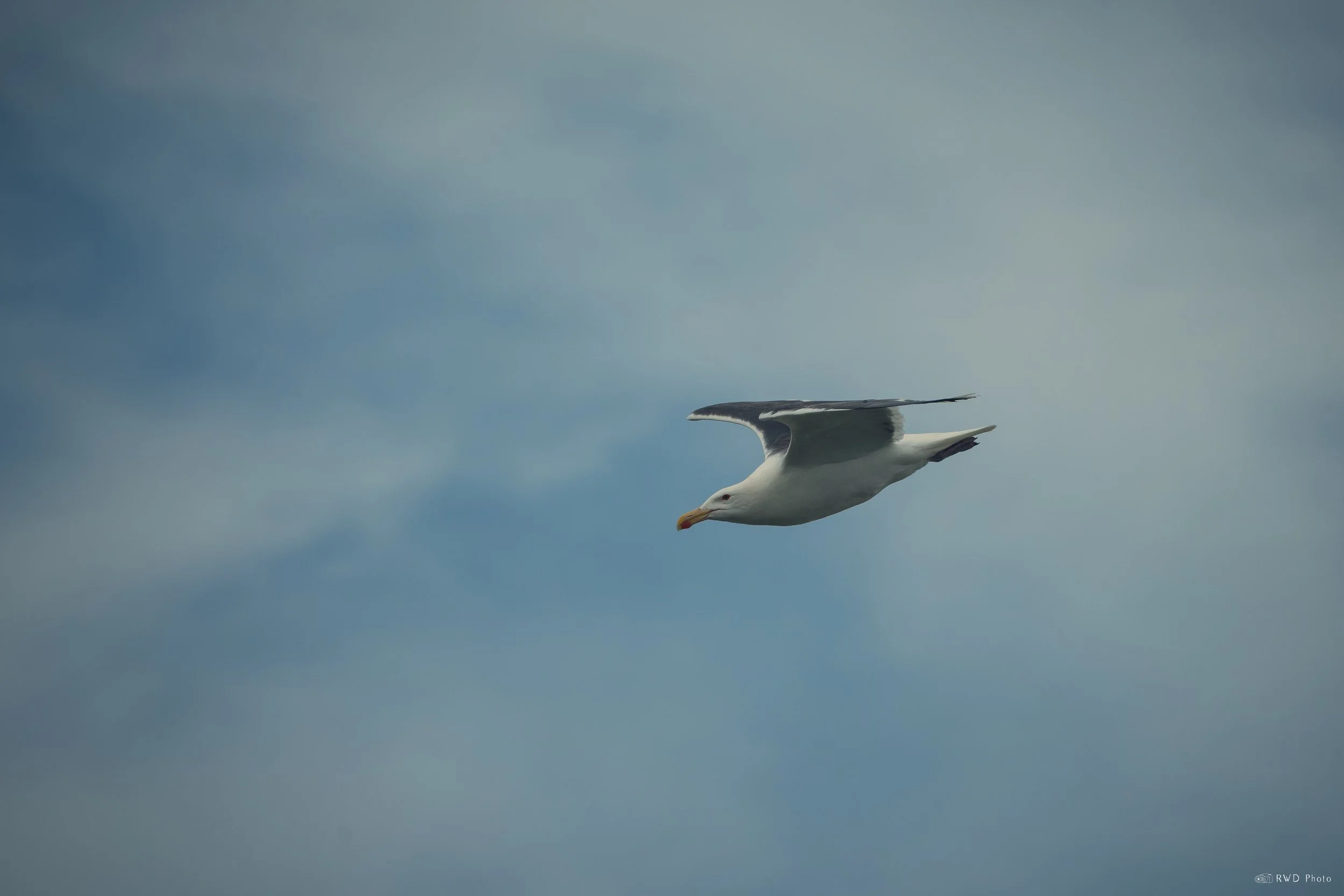071825-Seagull-1.jpg
