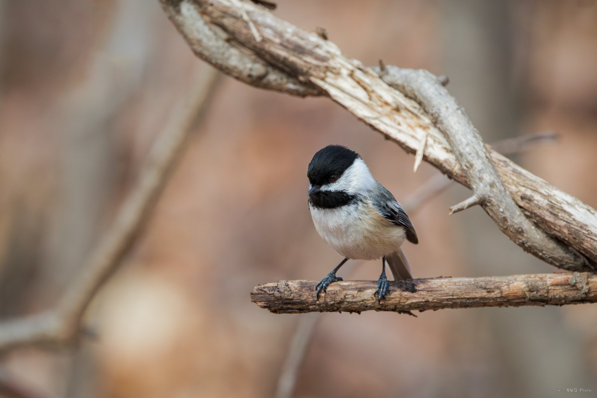 031525_BlackCappedChickadee.jpg